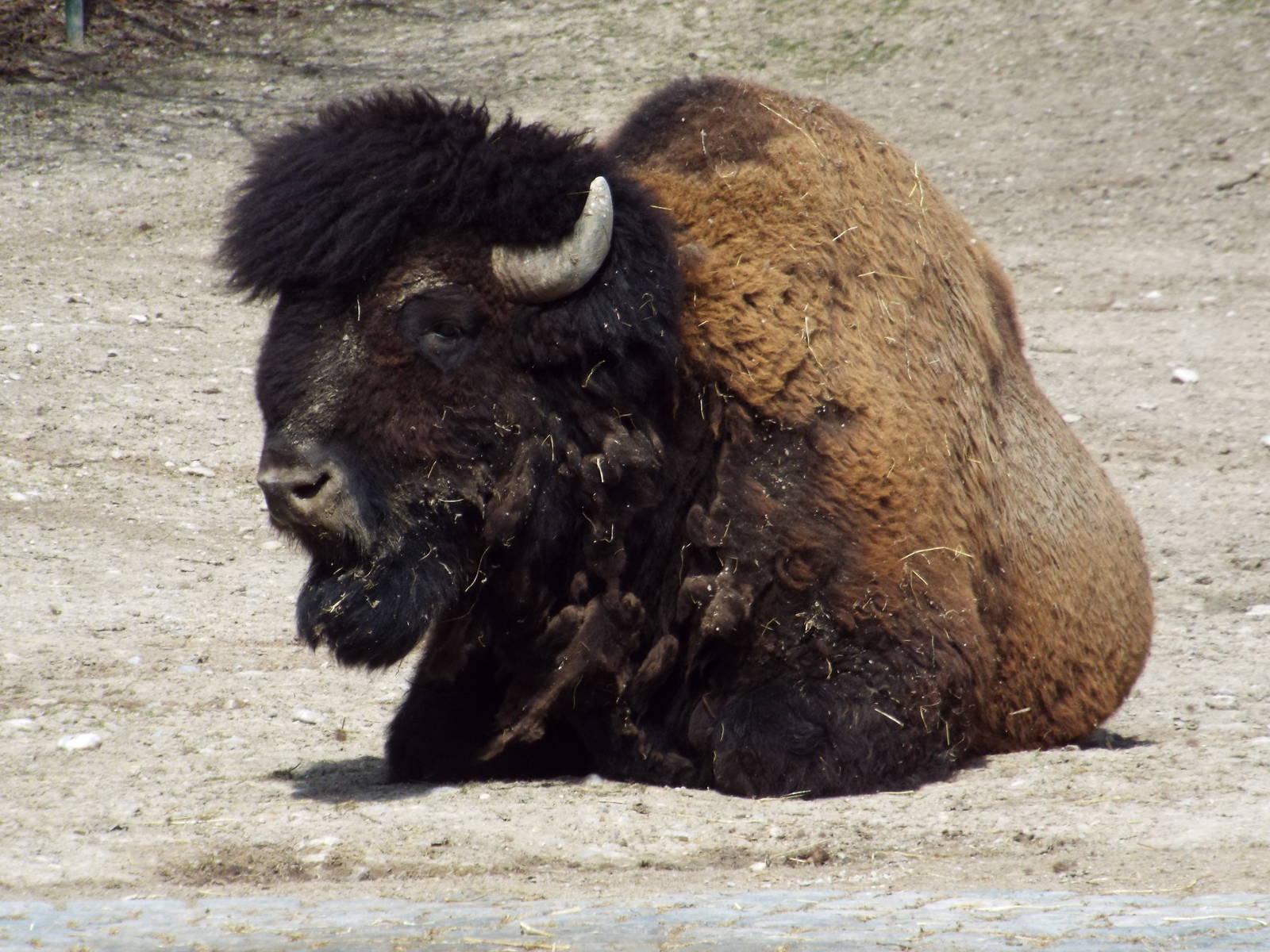 American Wood Bison (Bison bison athabascae) at Tierpark Hellabrunn - April