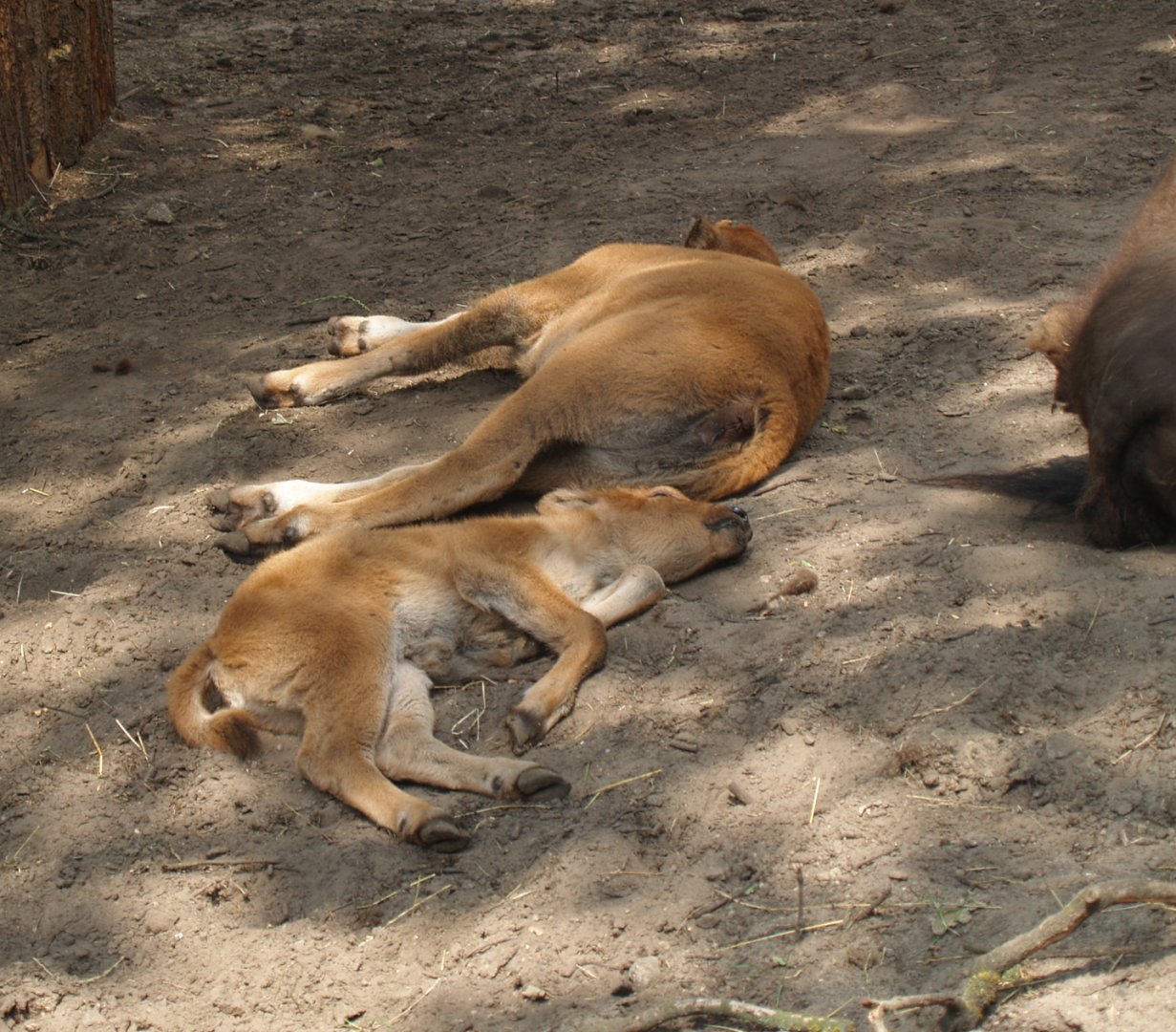 American wood bison (Bison bison athabascae) calves, 2006-07-08