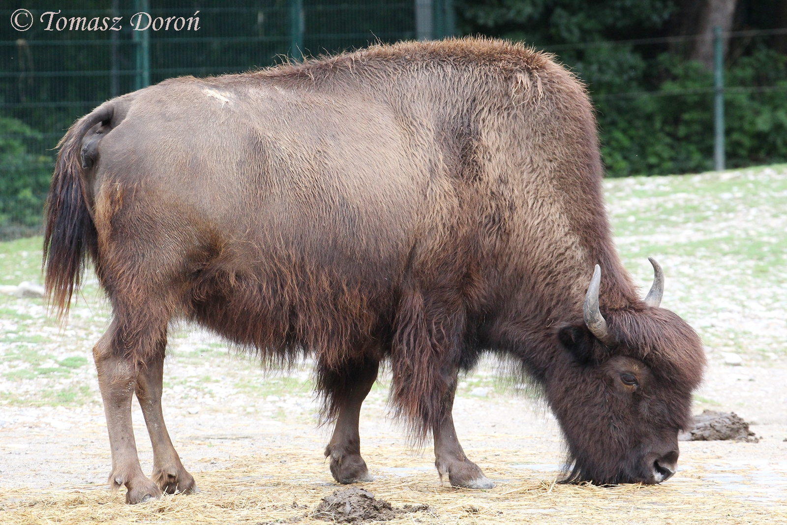 American Wood Bison (Bison bison athabascae), July 2017