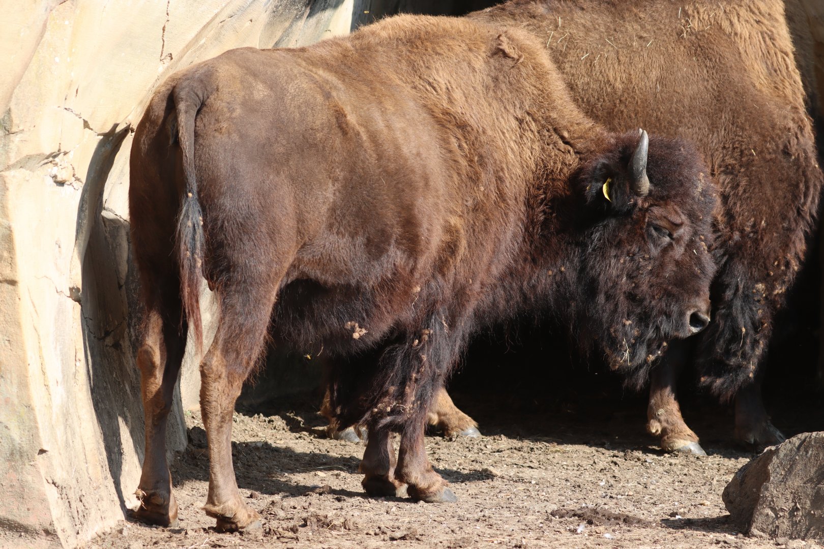 American wood bison (Bison bison athabascae)