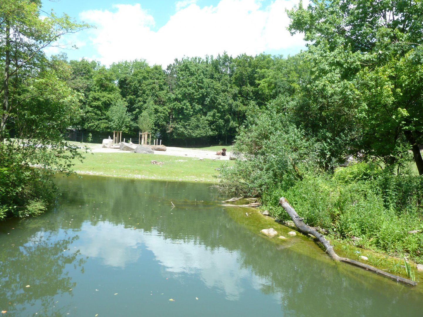 American wood bison enclosure