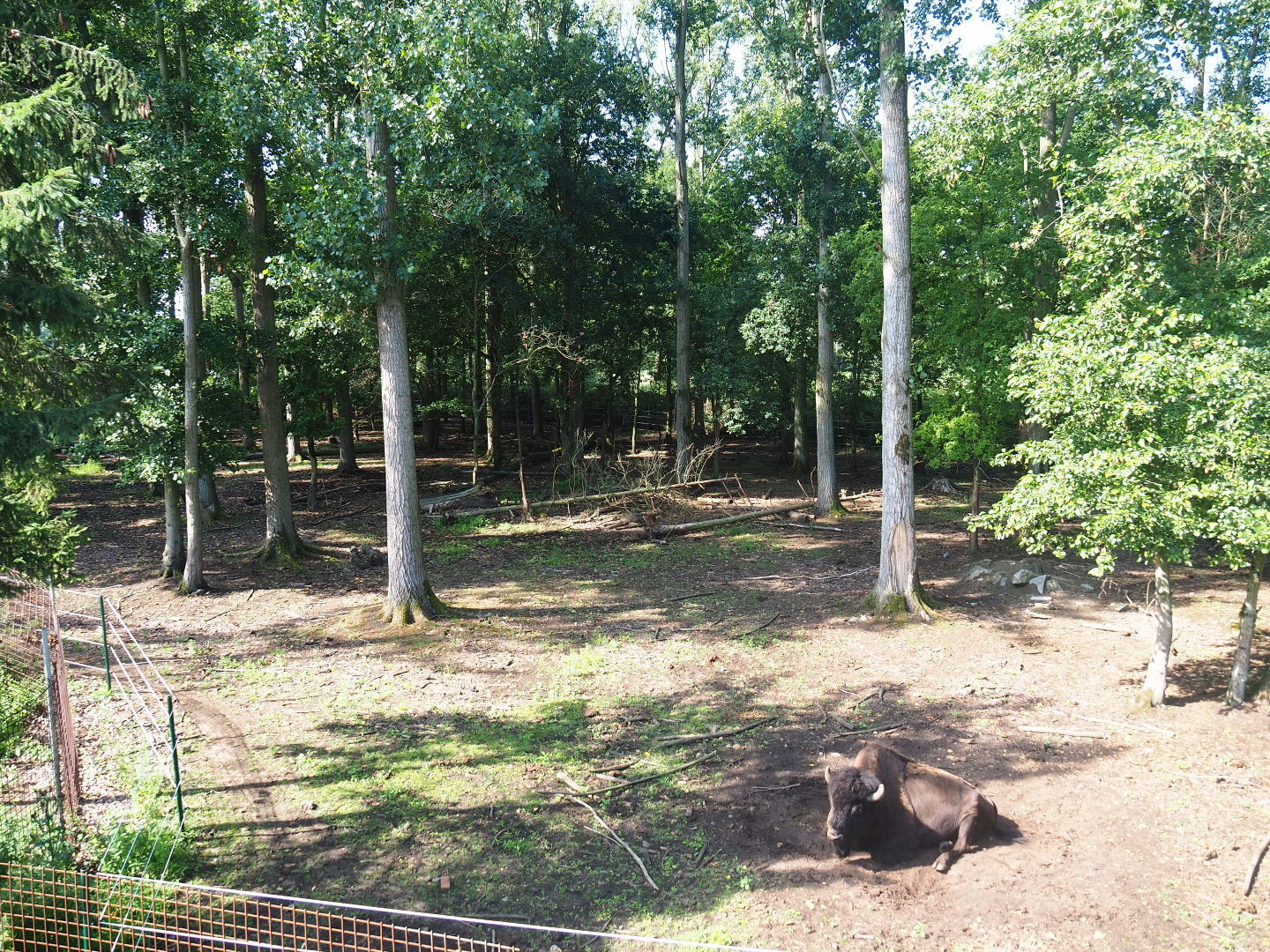 American wood bison exhibit, 2019-08-04