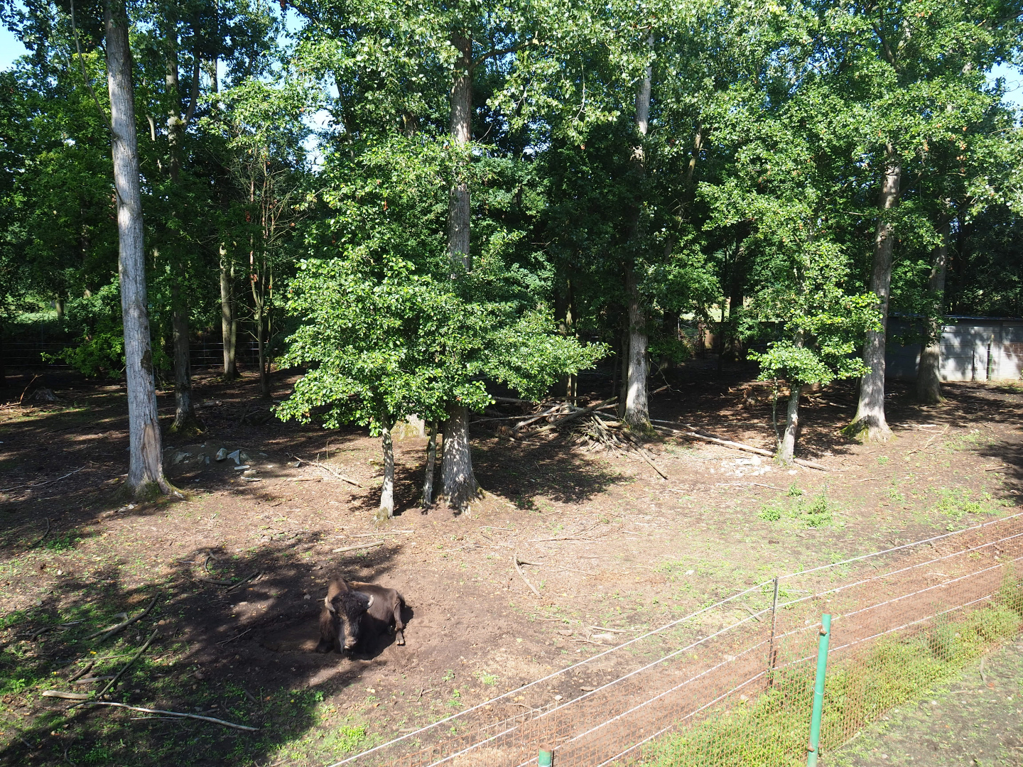 American wood bison exhibit, 2019-08-04