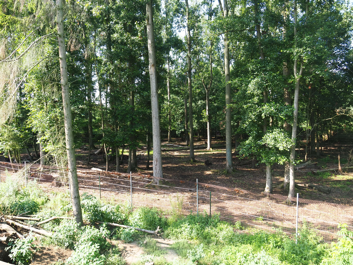 American wood bison exhibit, 2019-08-04