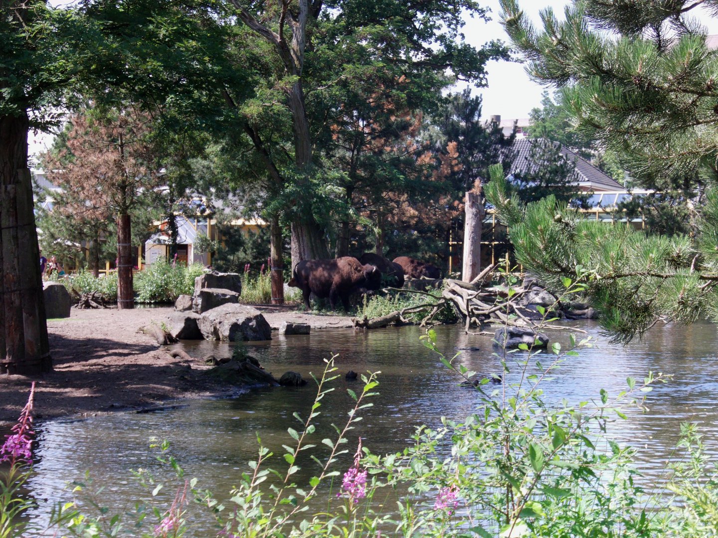 American wood bison exhibit - July 2011