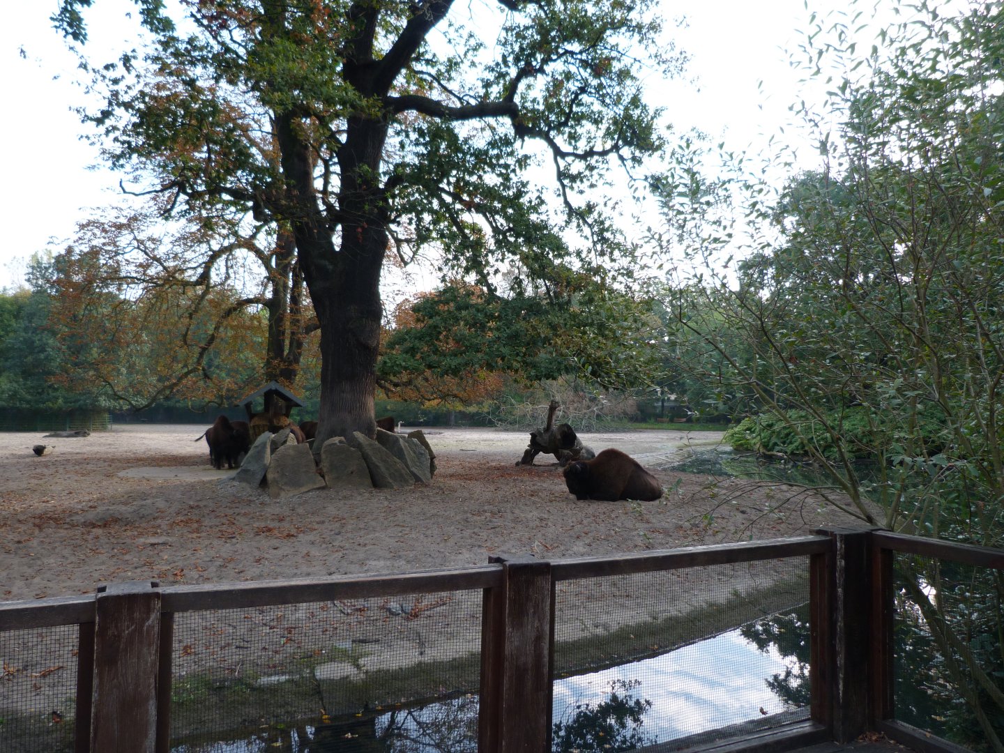 American wood bison exhibit -Tierpark Berlin (2024)