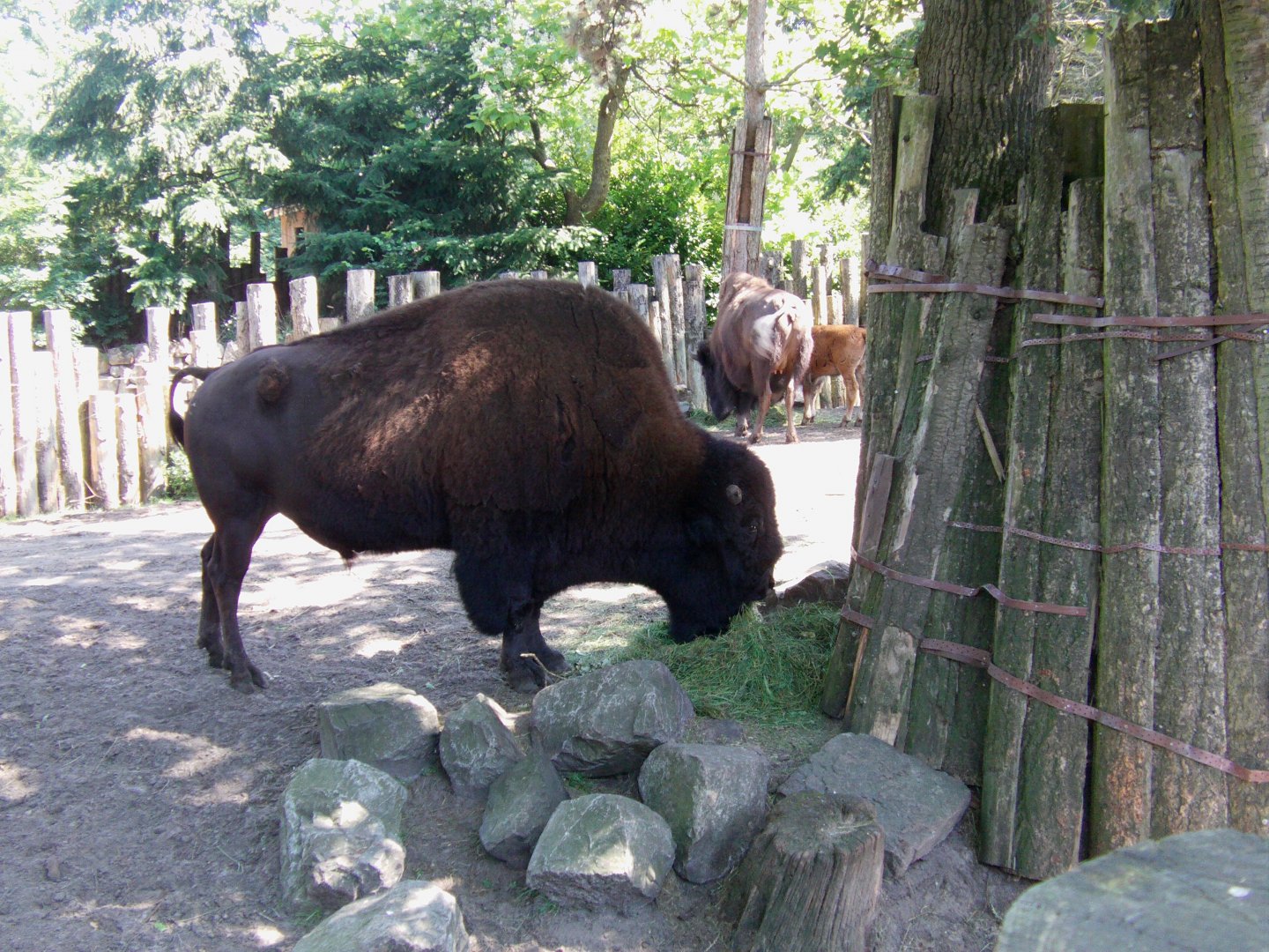 American wood bison - July 2011
