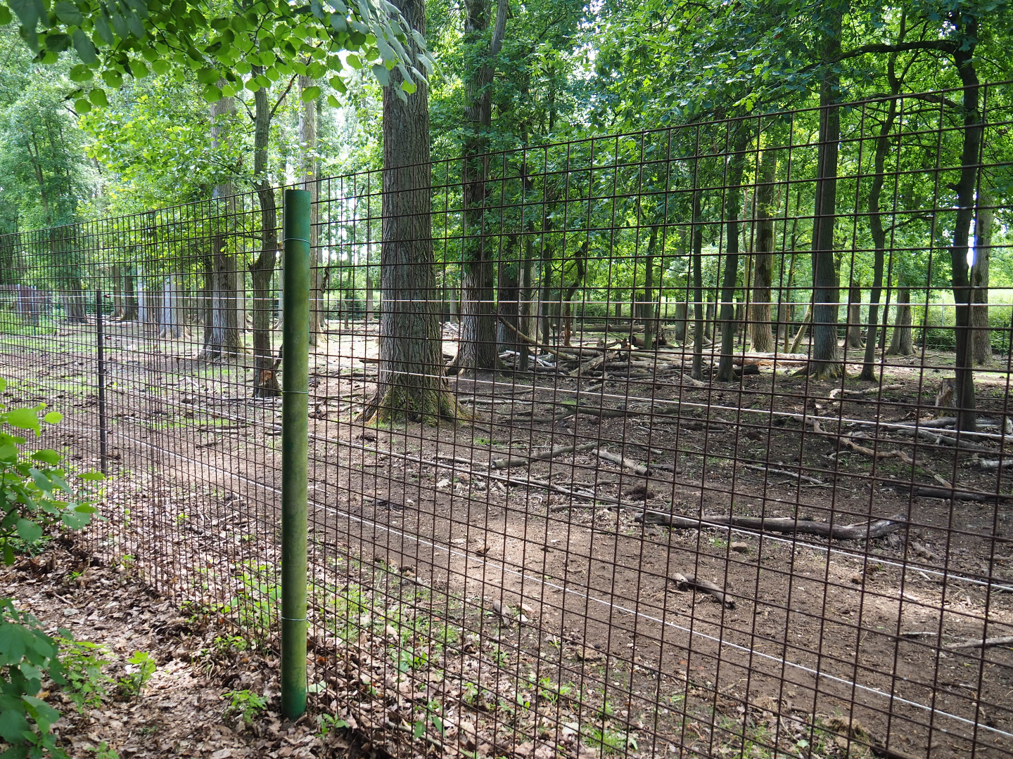 American wood bison paddock, 2020-06-20