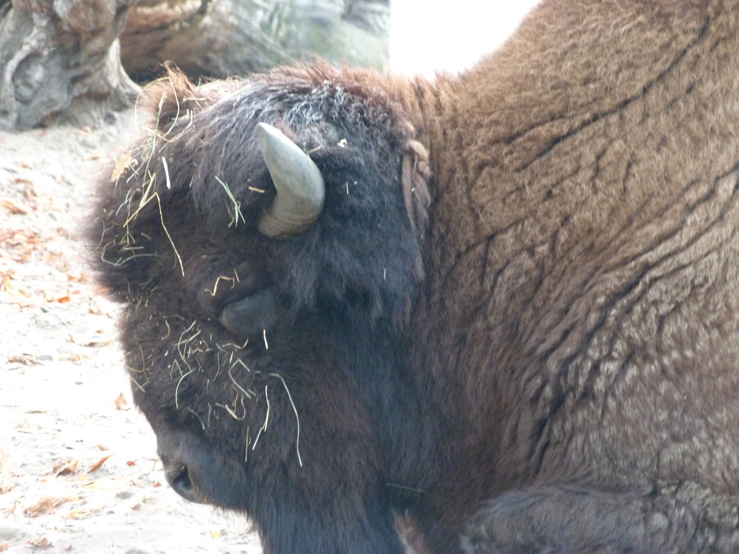 American wood bison -Tierpark Berlin (2024)