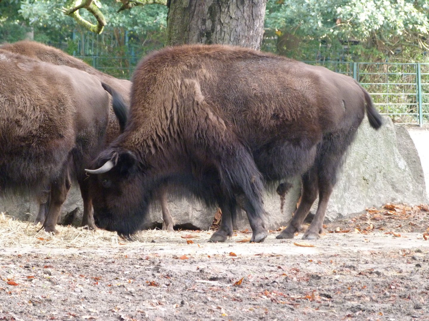 American wood bison -Tierpark Berlin (2024)