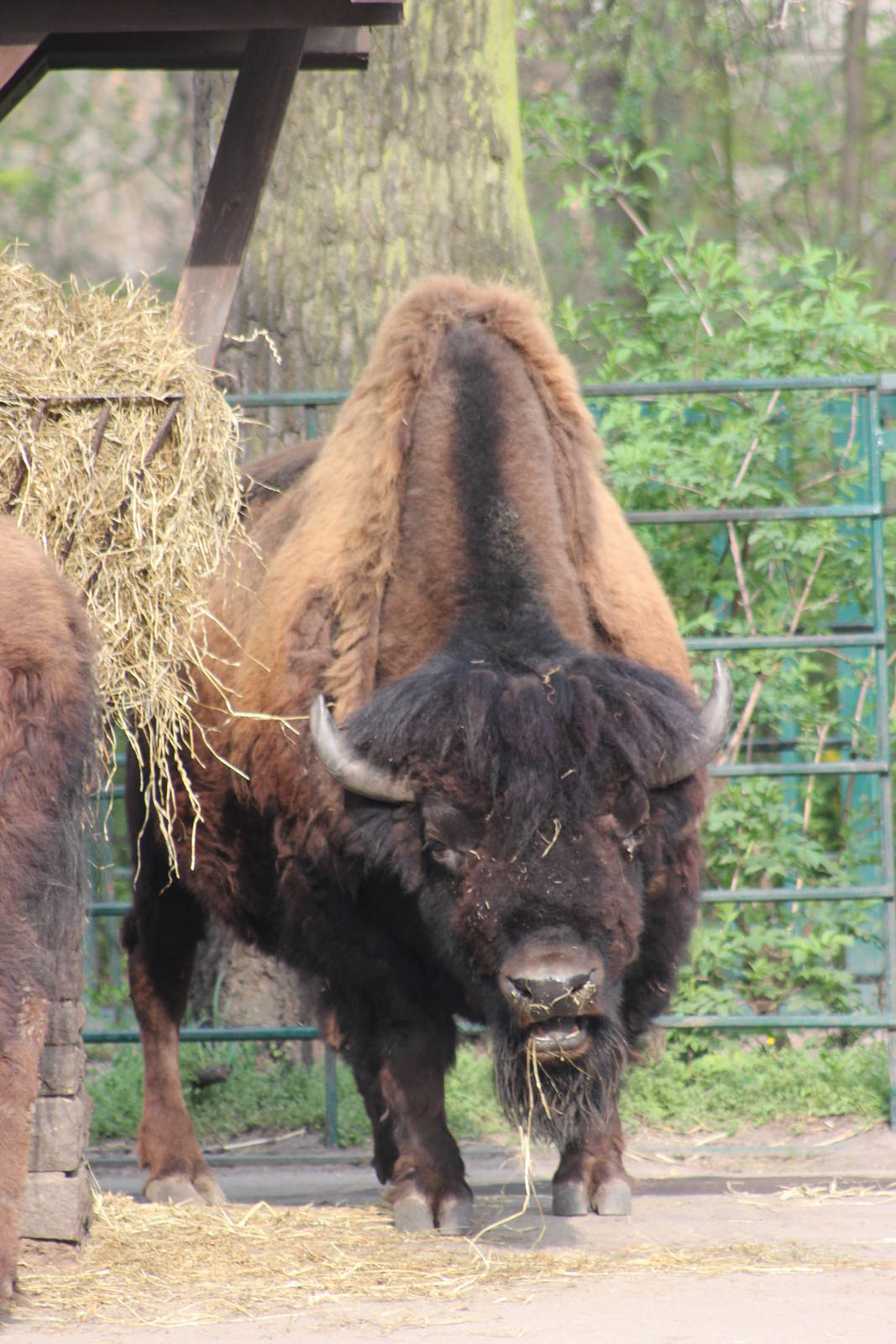 American wood bison
