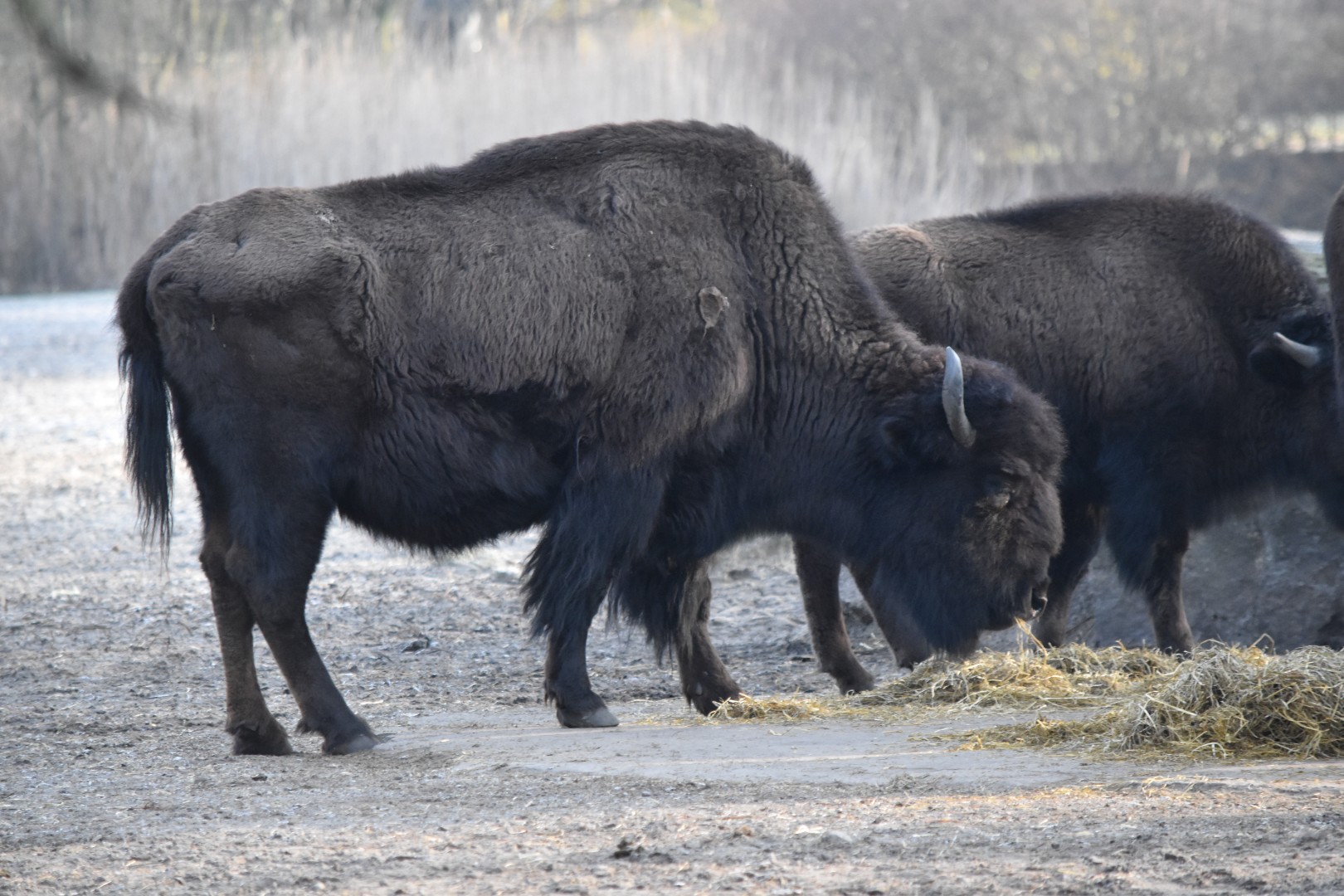 American wood bison