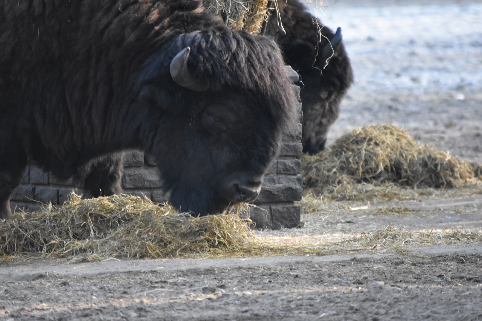 American wood bison