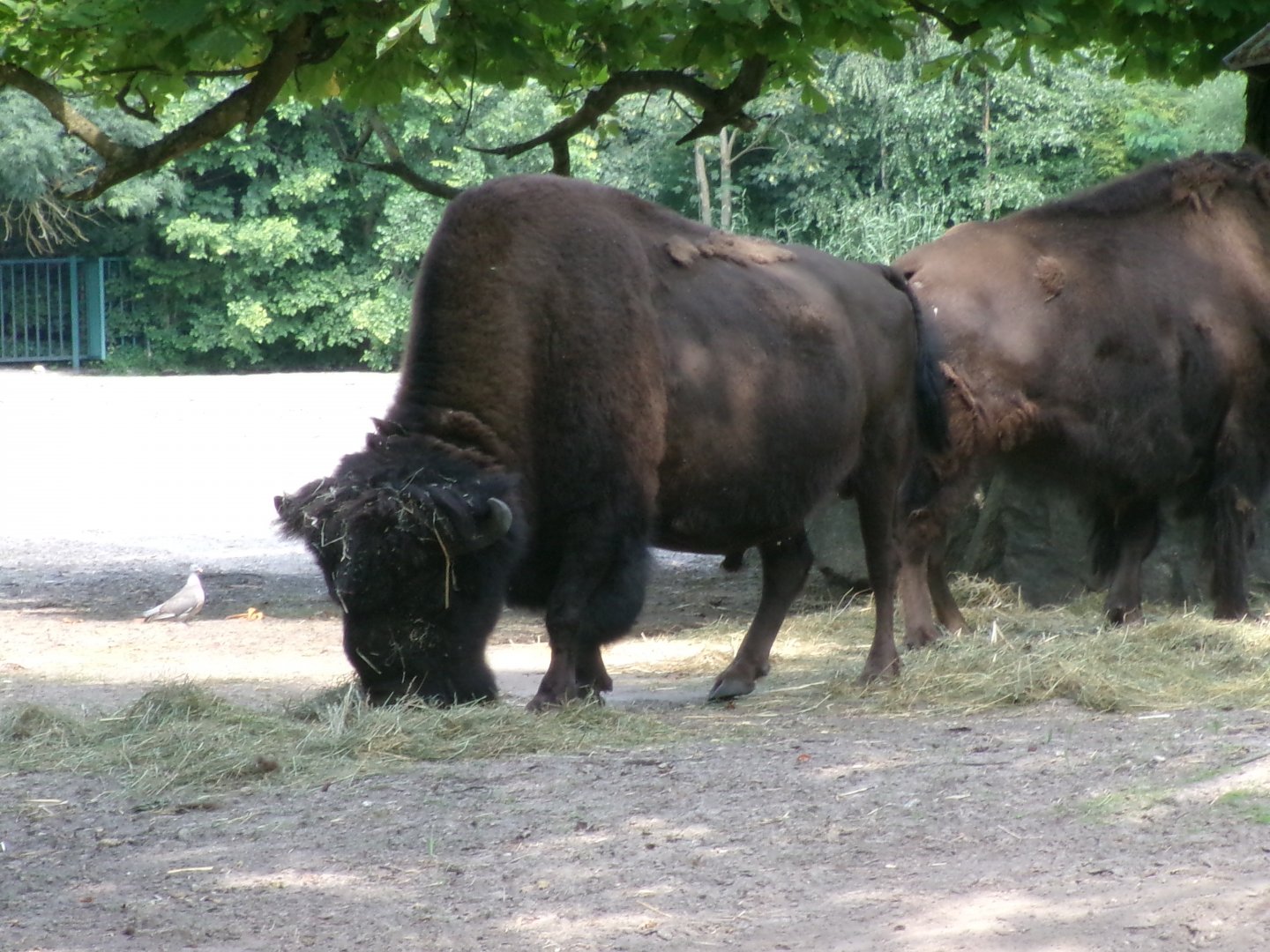 American wood bison