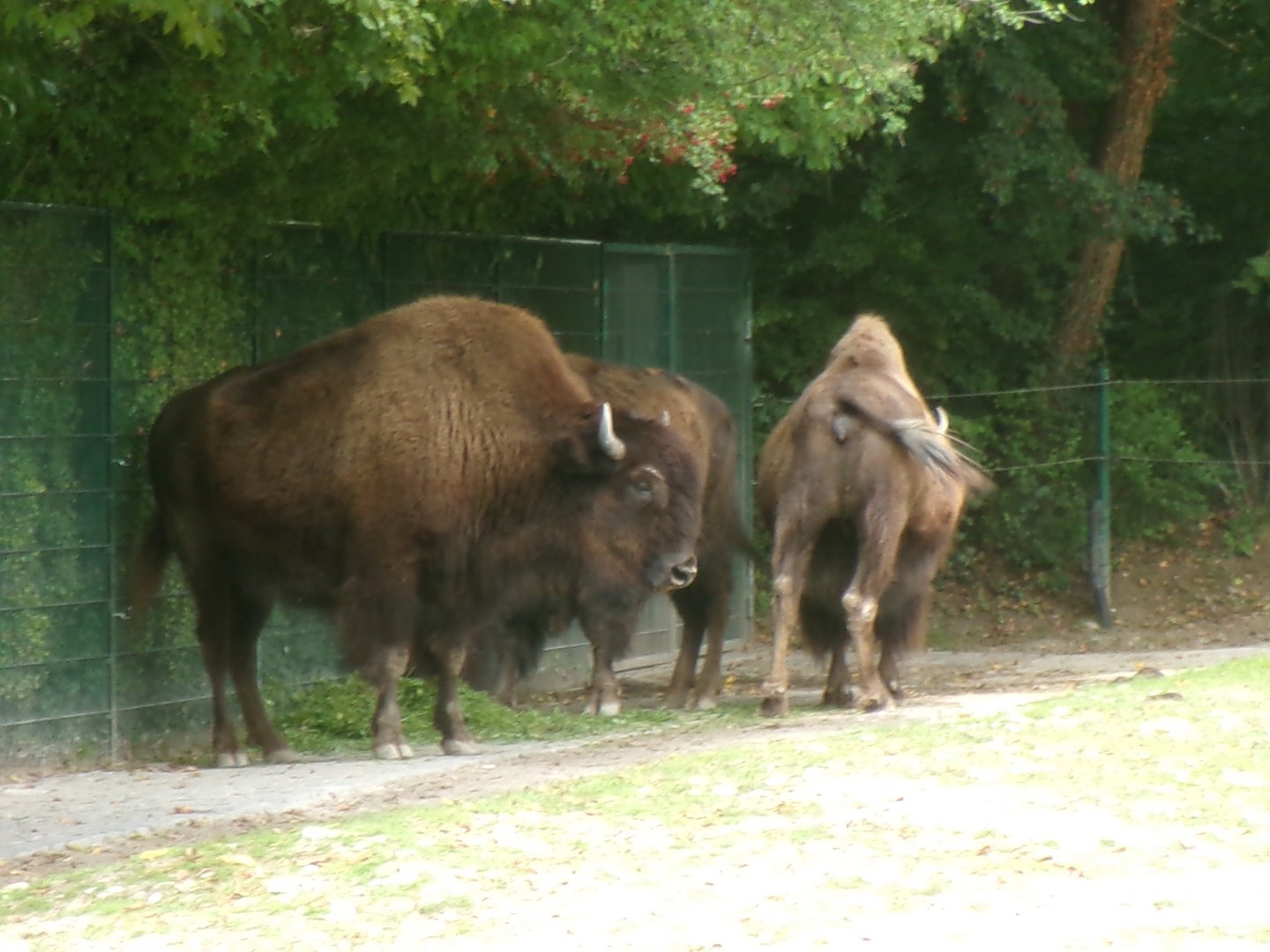 American wood bison