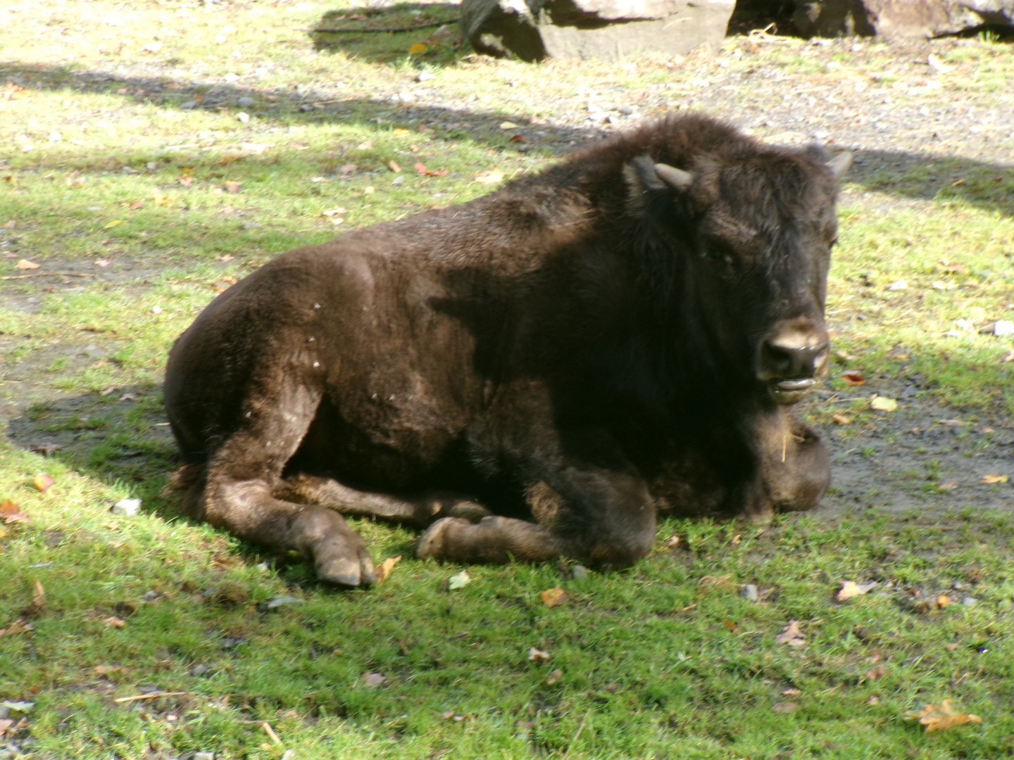 American wood bison