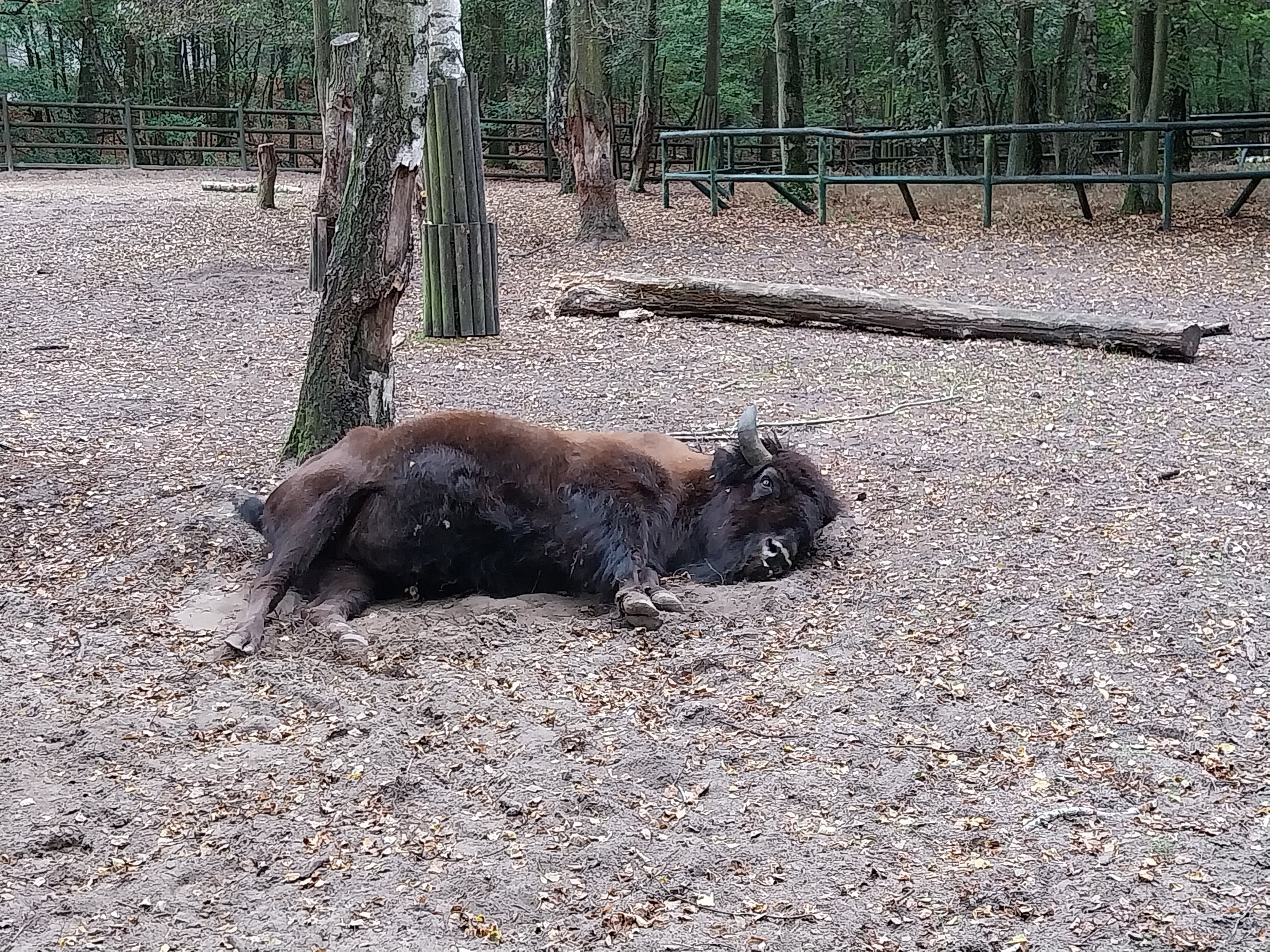 American Wood Buffalo (Bison bison athabascae)