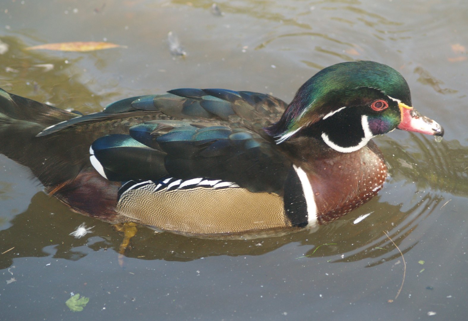 American wood duck drake (Aix sponsa), 2007-09-23