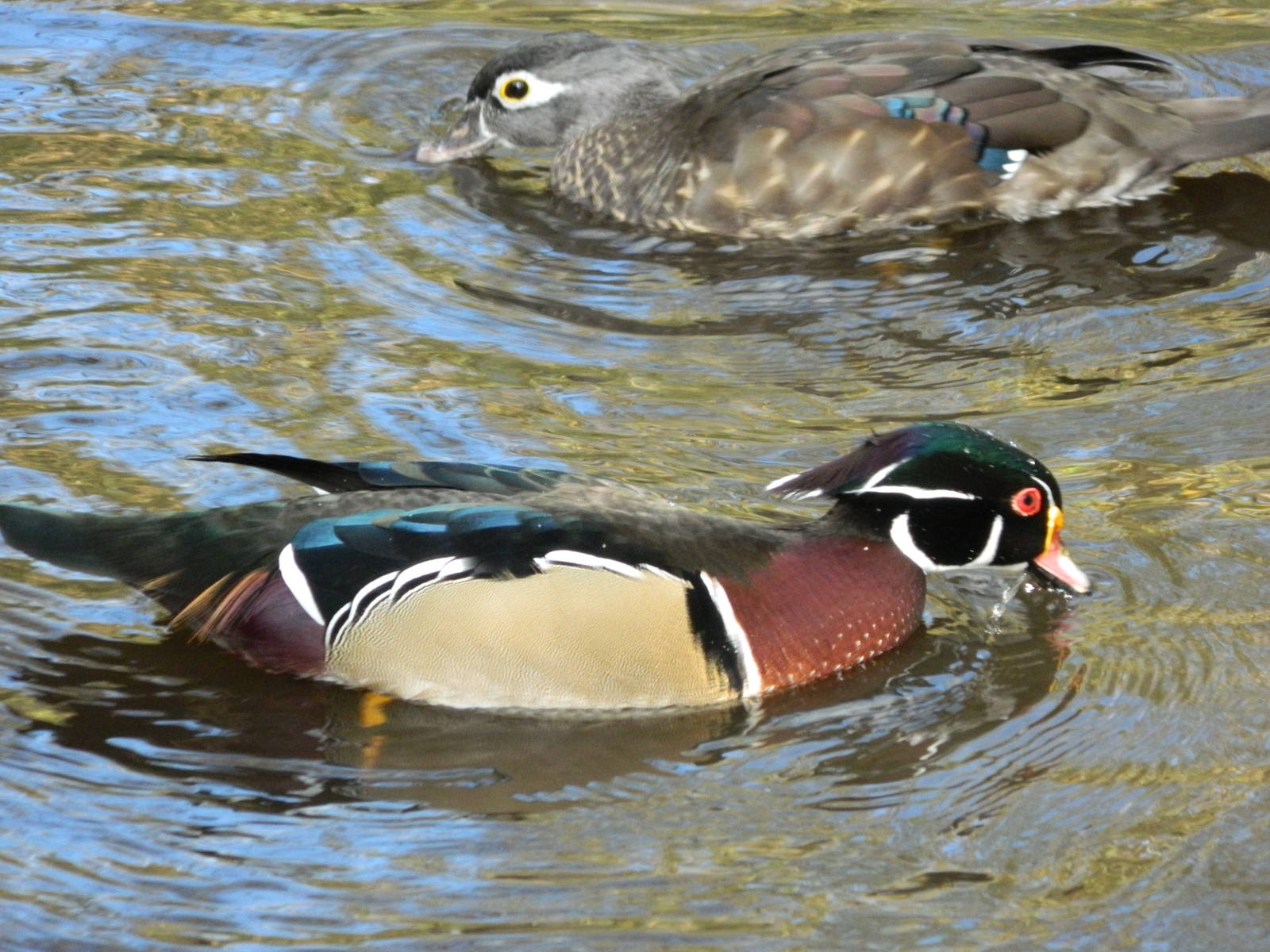 American Wood Duck (Female and Male)
