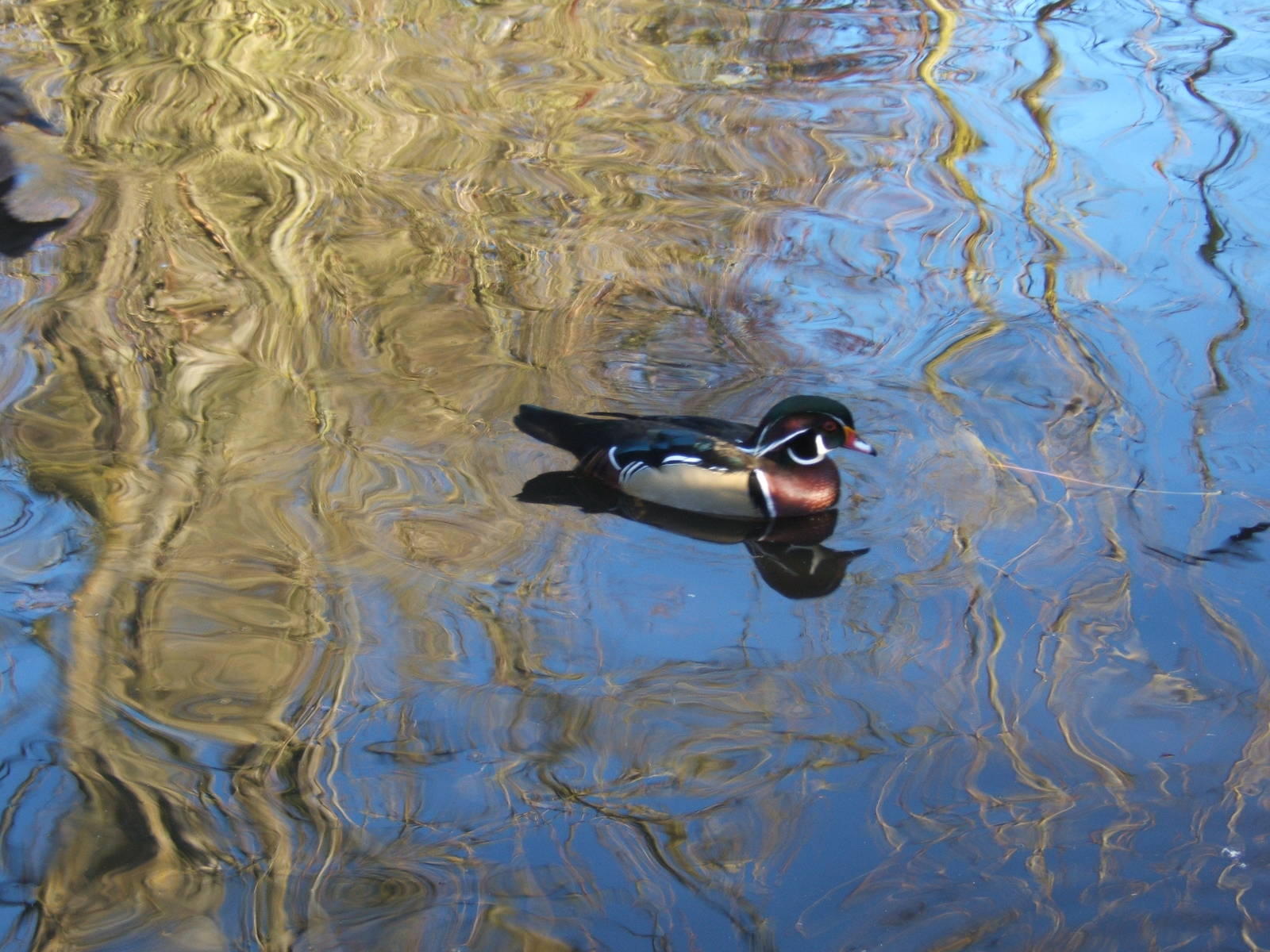 American Wood Duck male