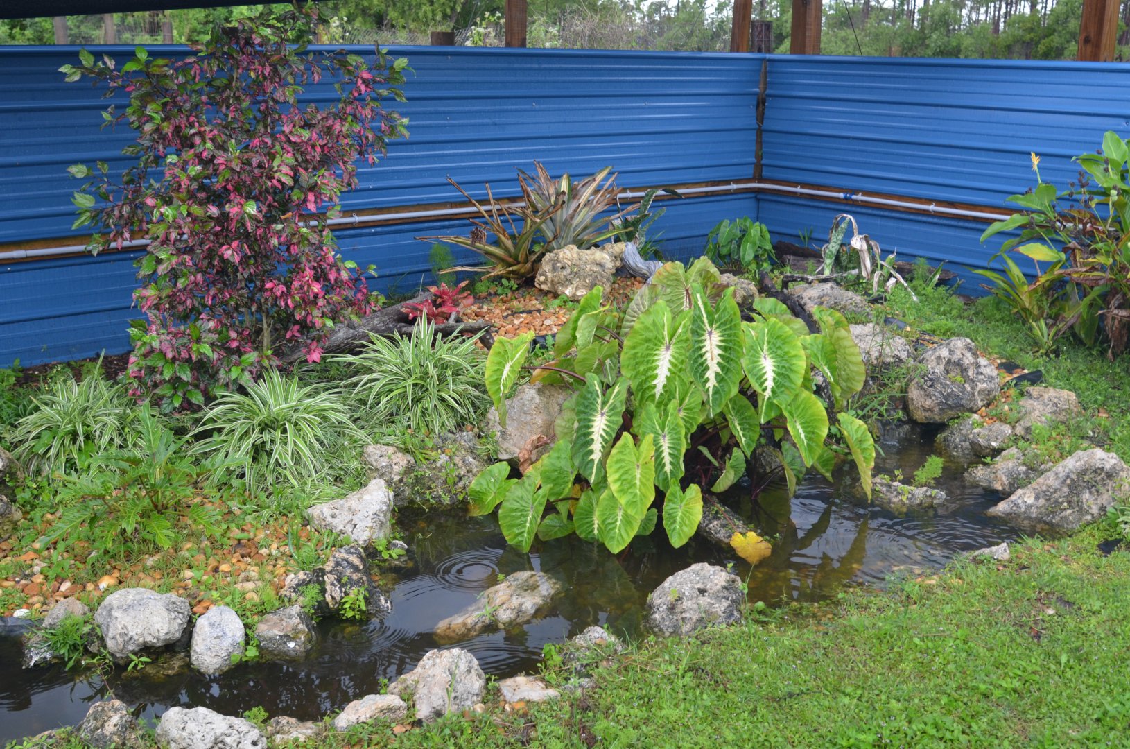 American Wood Turtle Enclosure