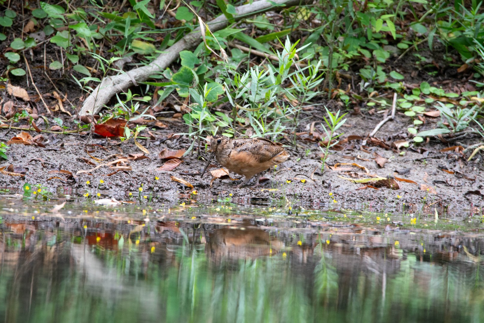American Woodcock- Scolopax minor