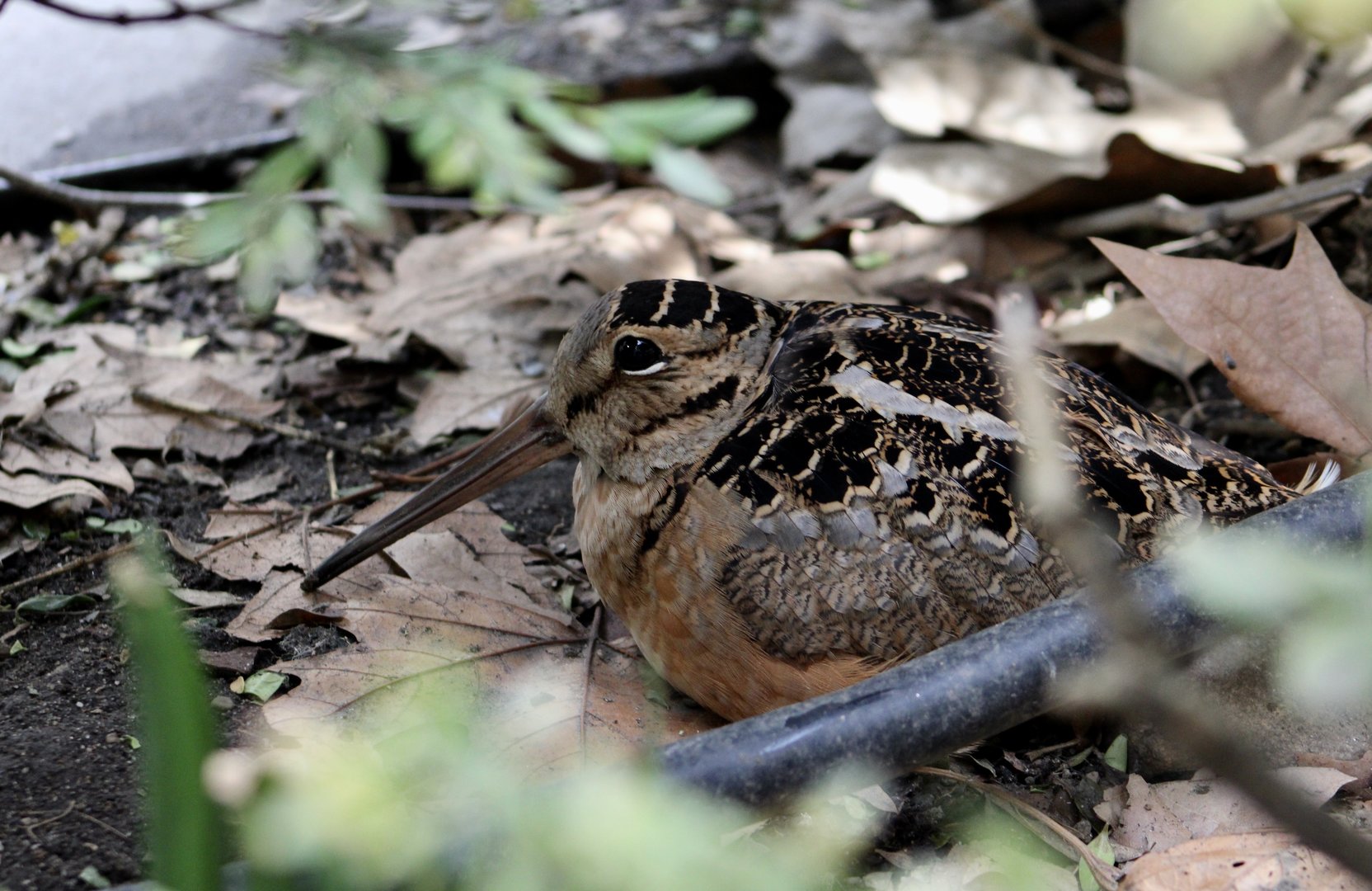 American Woodcock (Scolopax minor)