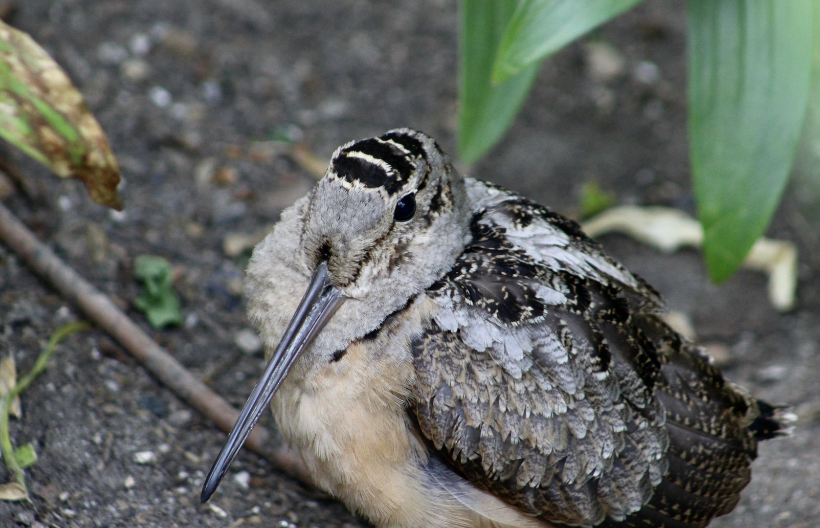 American Woodcock (Scolopax minor)