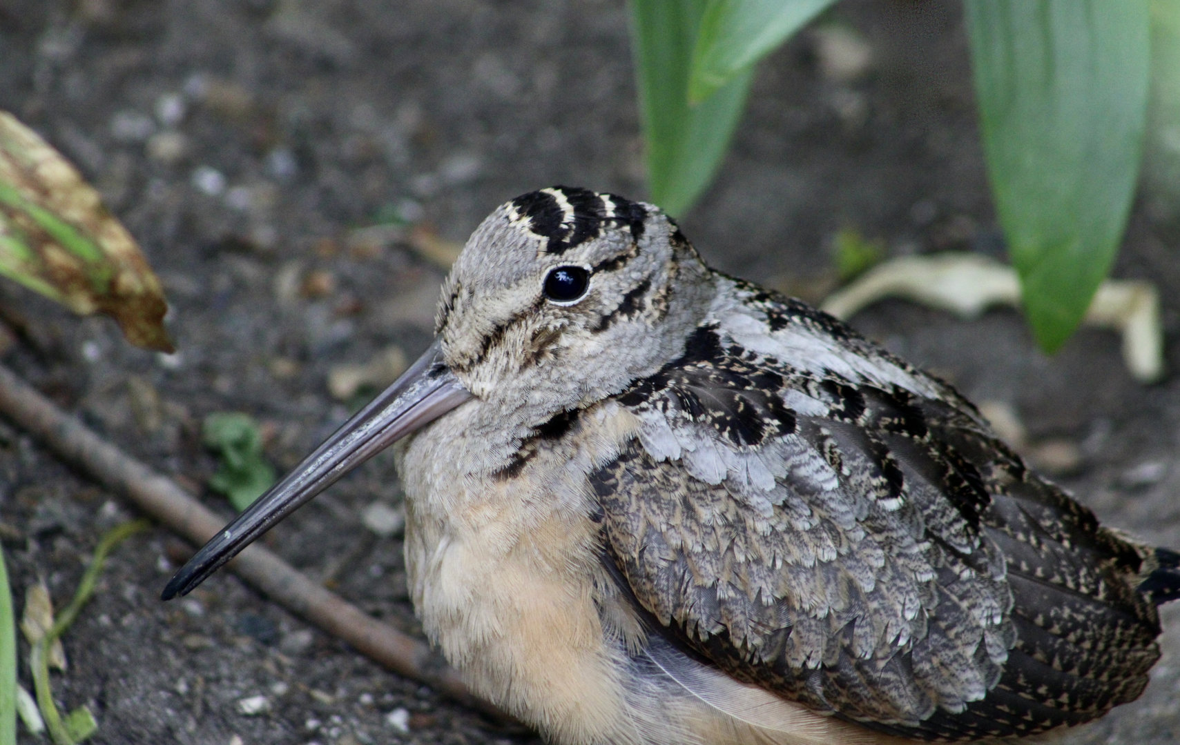 American Woodcock (Scolopax minor)
