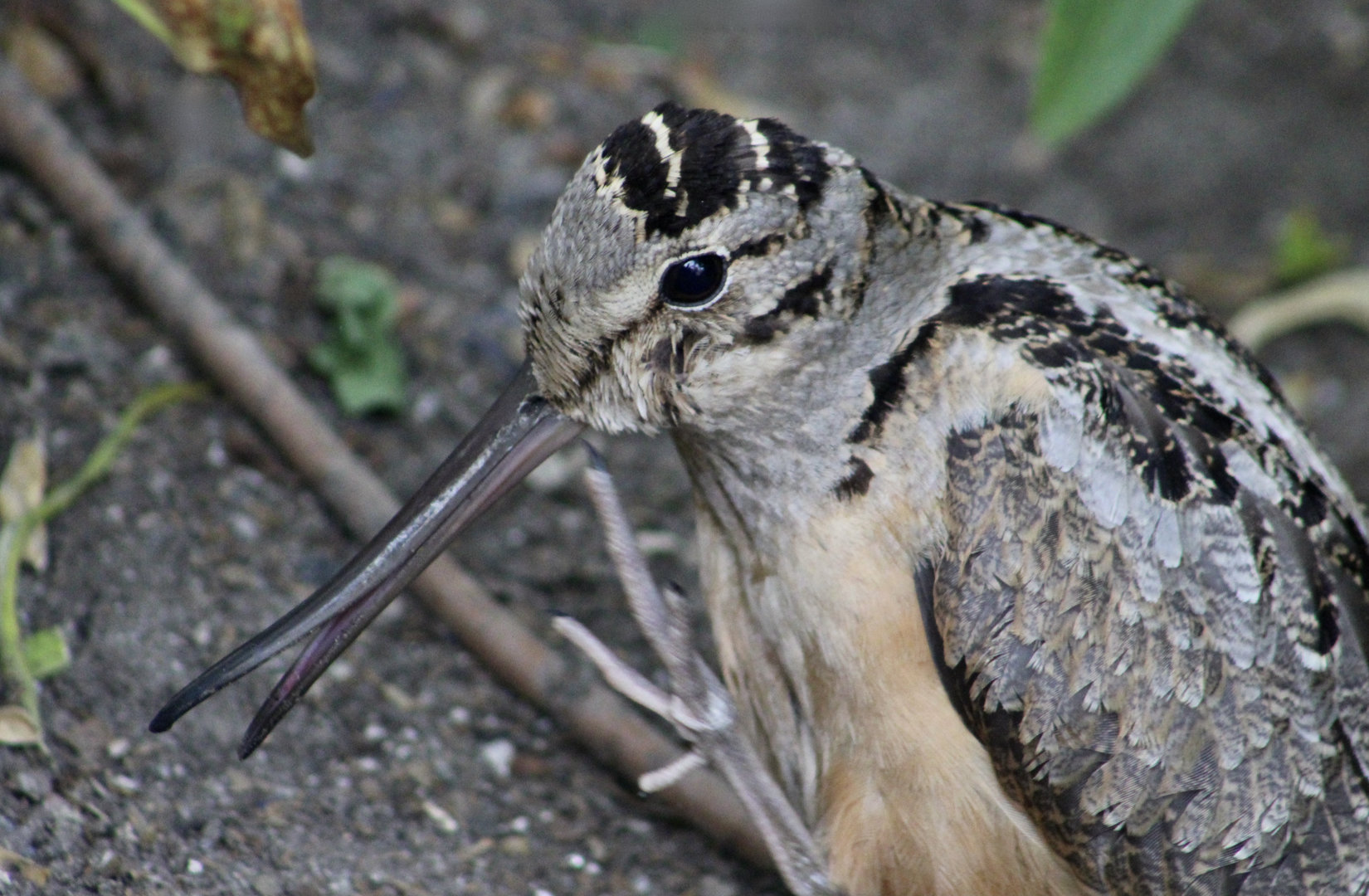 American Woodcock (Scolopax minor)