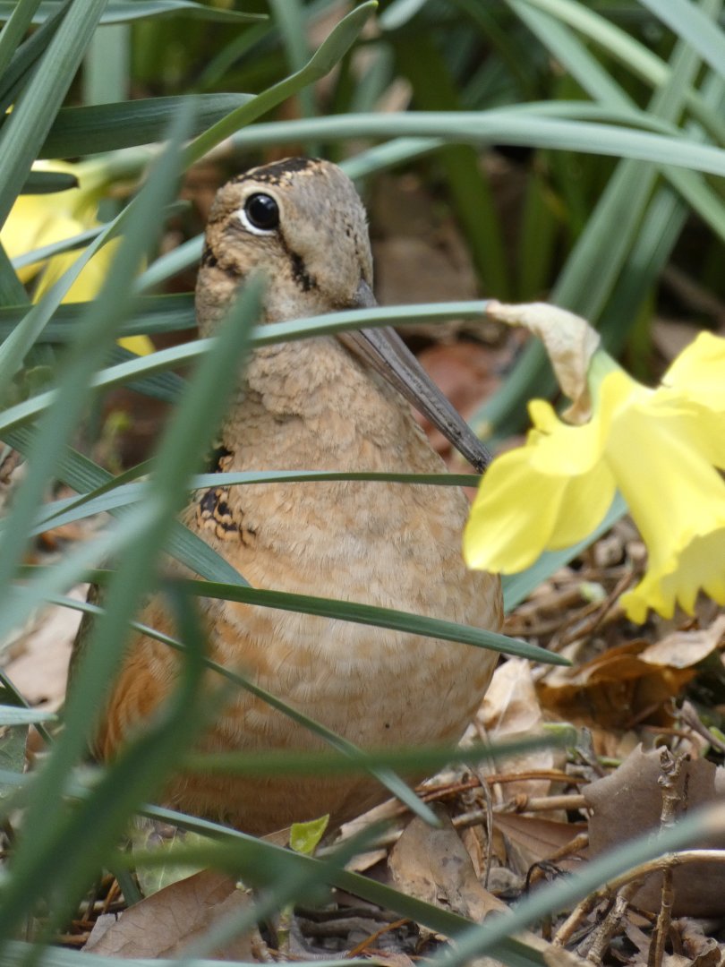 American woodcock