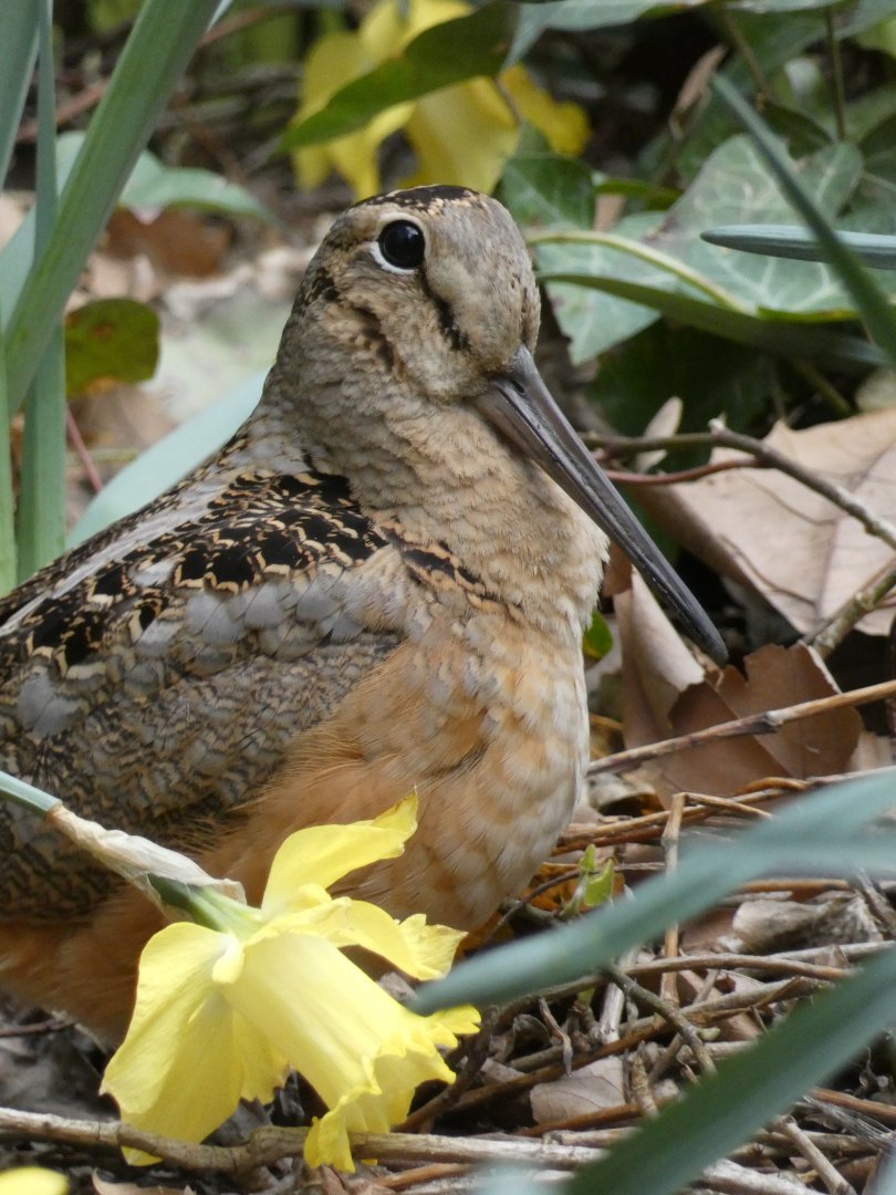 American woodcock