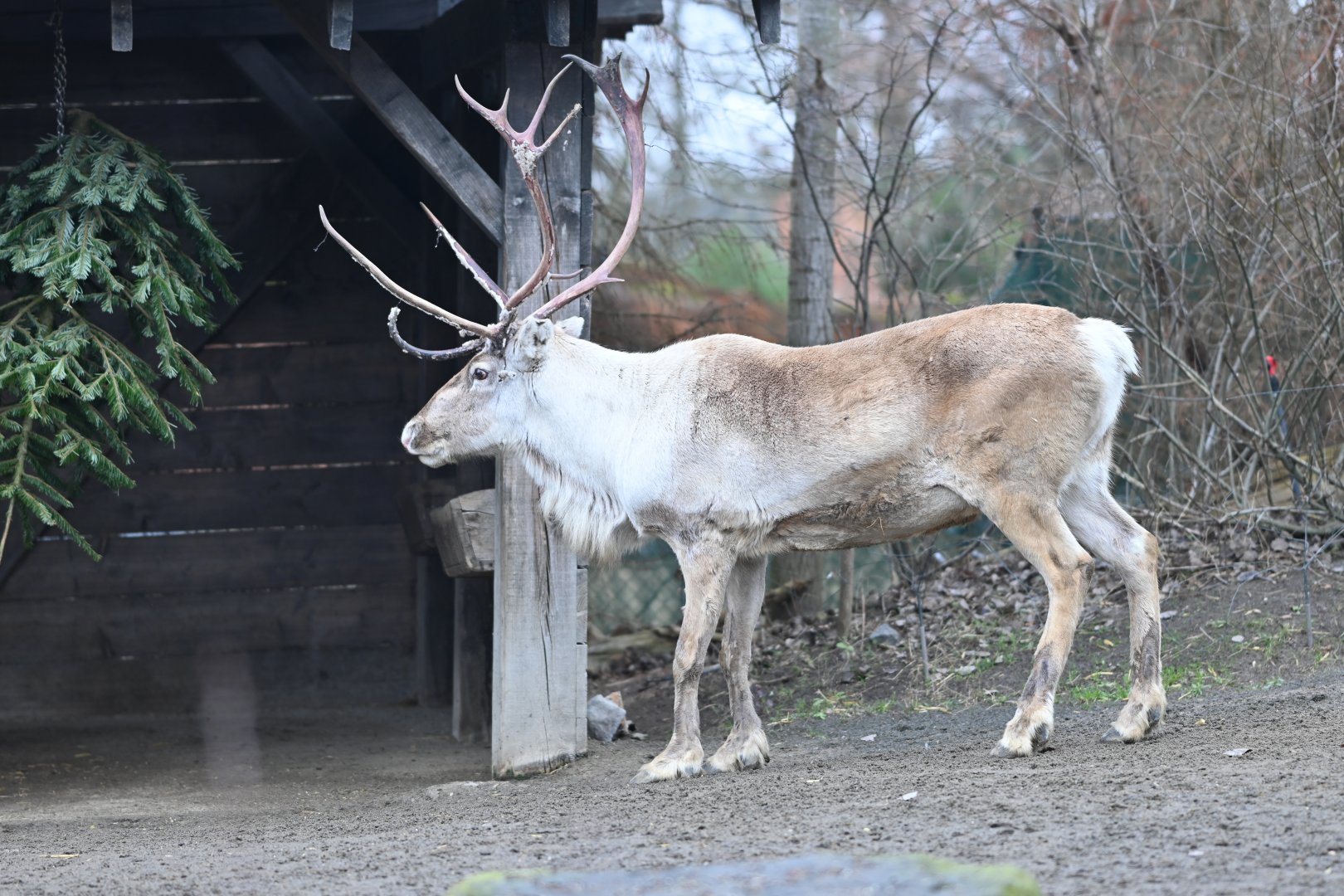 American Woodland Caribou