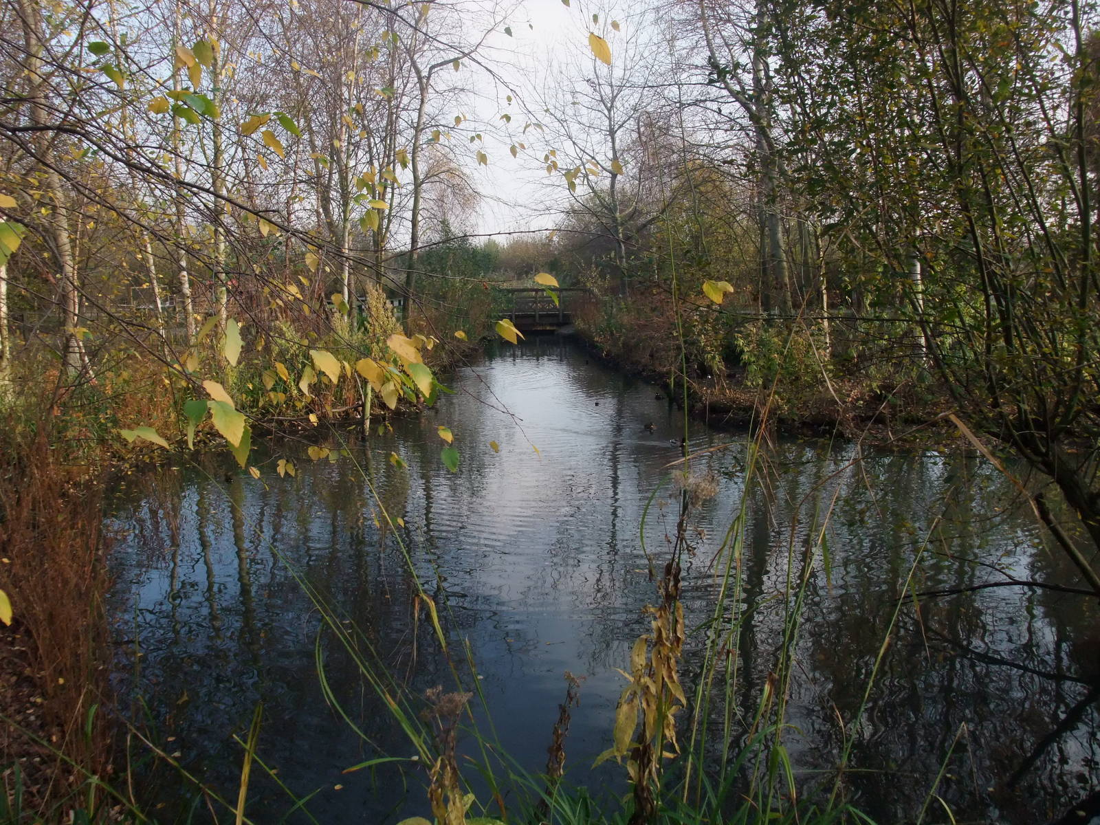 American Woodlands Waterfowl Pen at London WWT (Barnes), 15/11/11