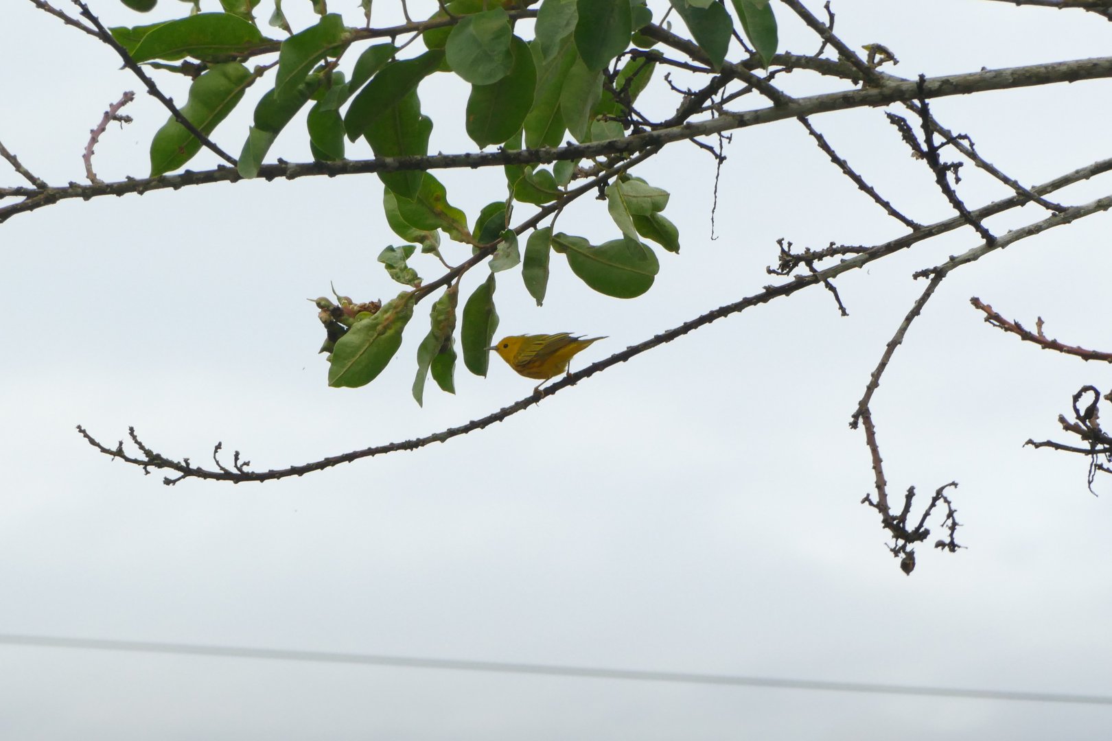 American Yellow Warbler
