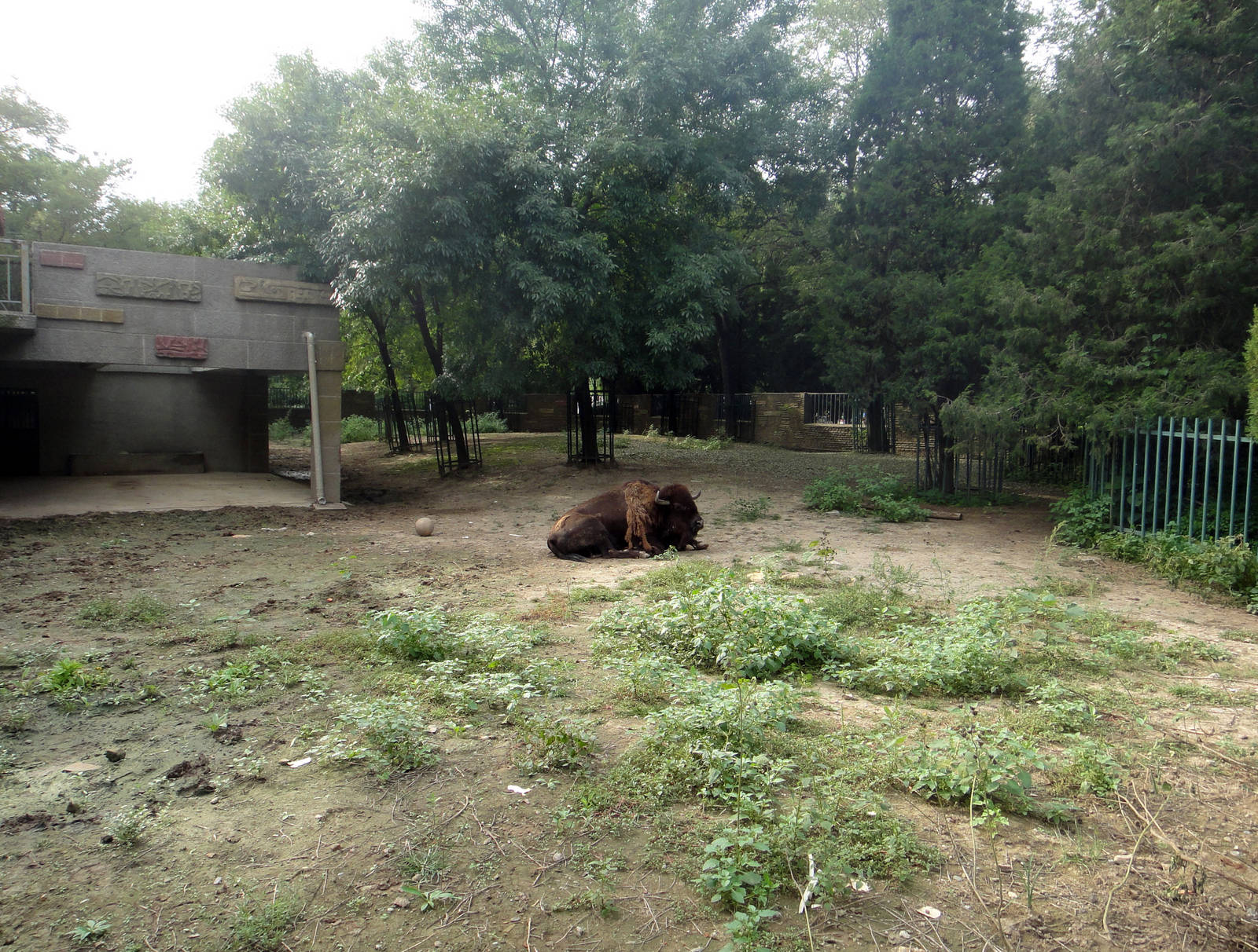 American Zone enclosure 2