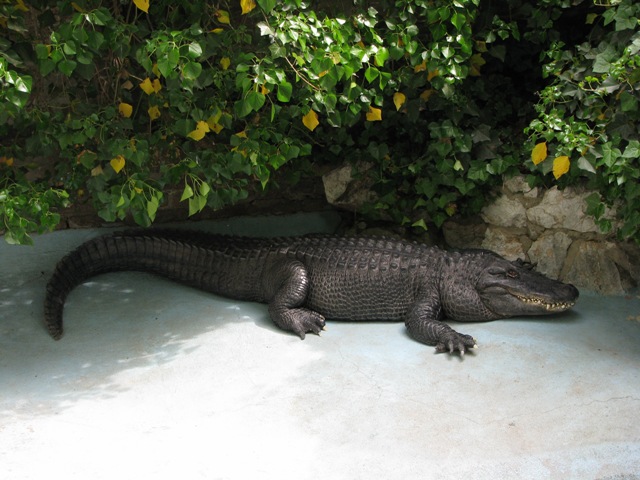 American_alligator_Muja_-_oldest_in_the_world_