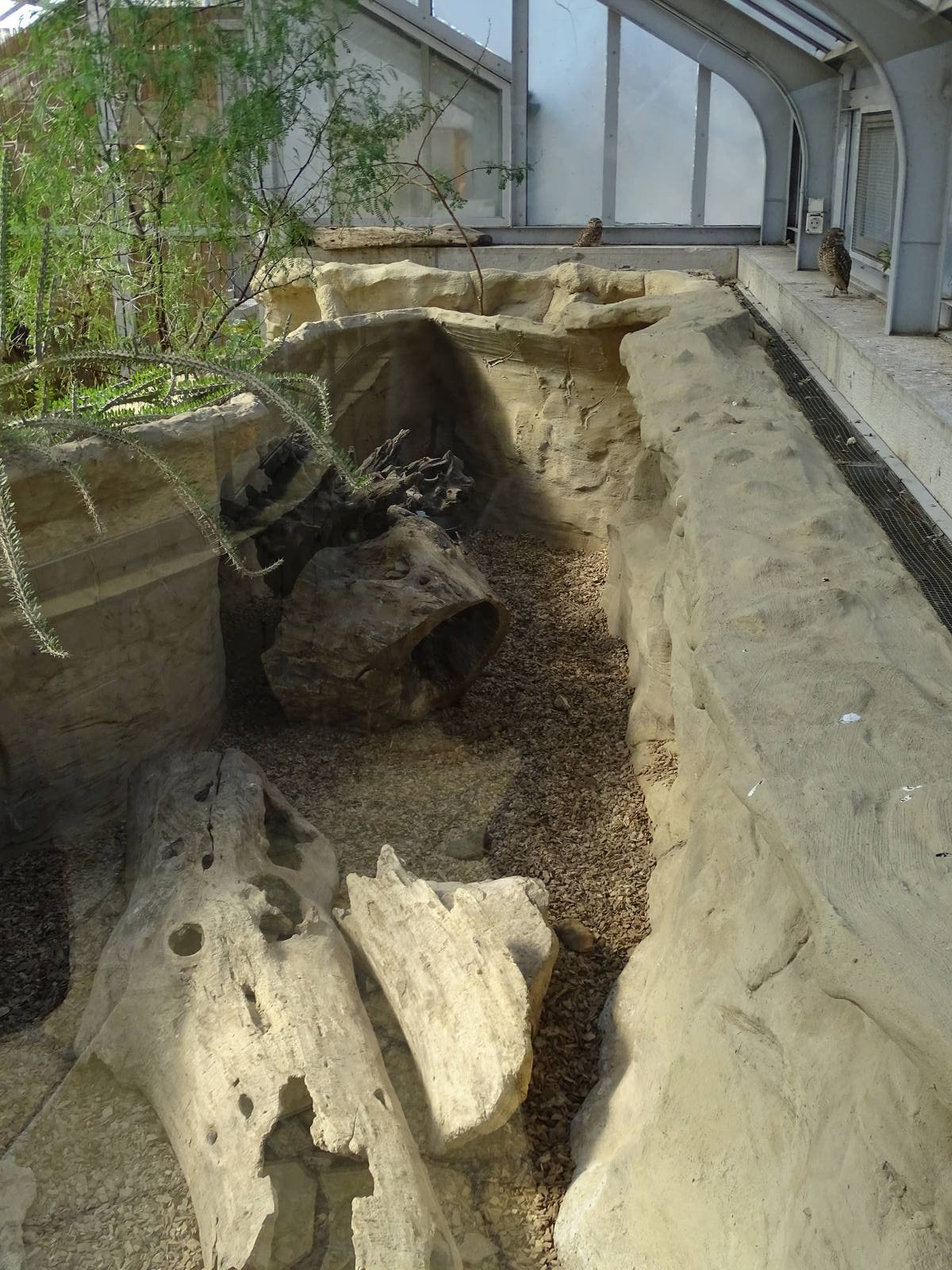 Americana Tropicana - Armadillo enclosure