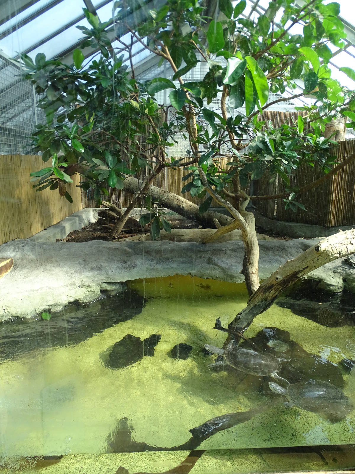 Americana Tropicana - Tamarin enclosure
