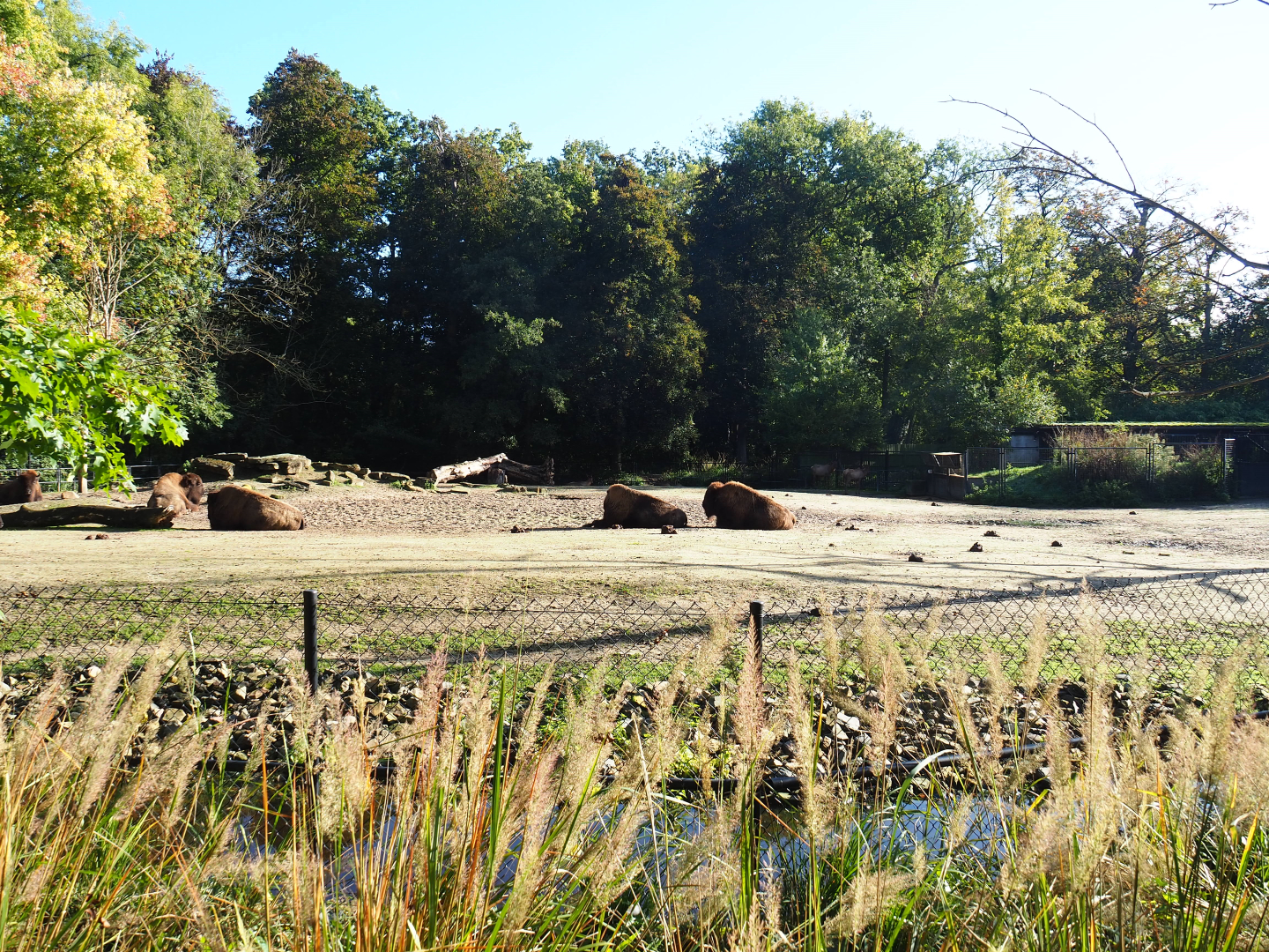Americans Plains bison and Rocky Mountain wapiti prairie paddock, 2020-10-10