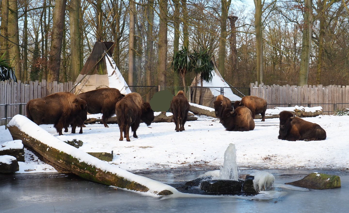Americans Plains bisons and Native American camp, 2021-02-14