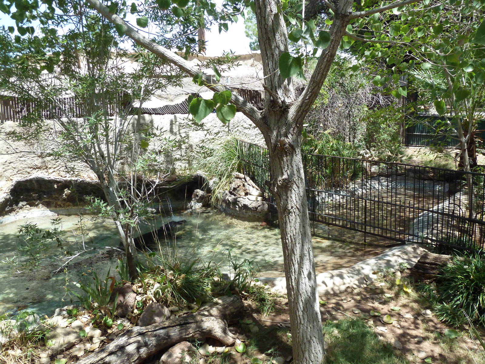 Americas - Alligator Exhibit