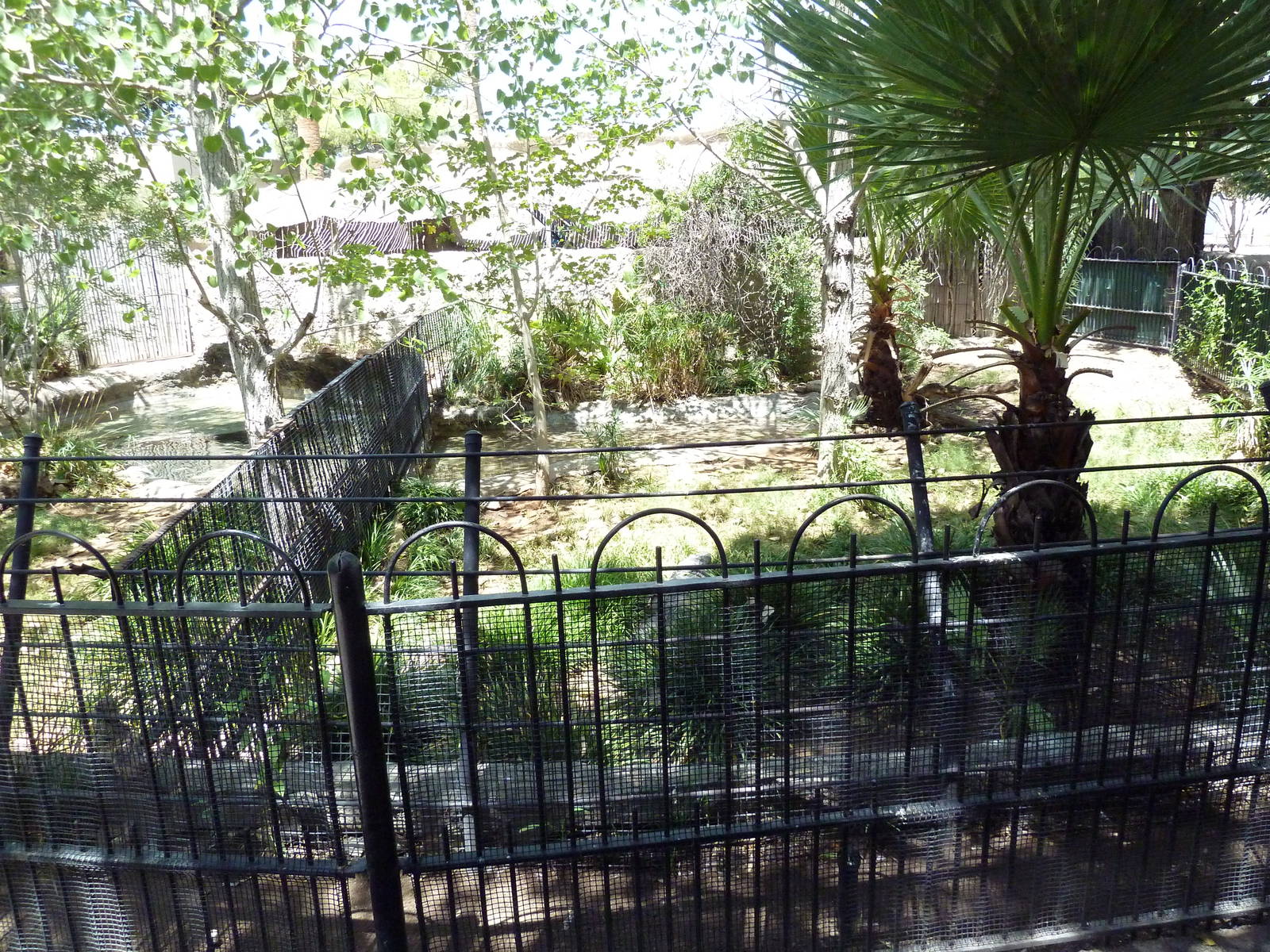 Americas - Alligator Exhibit