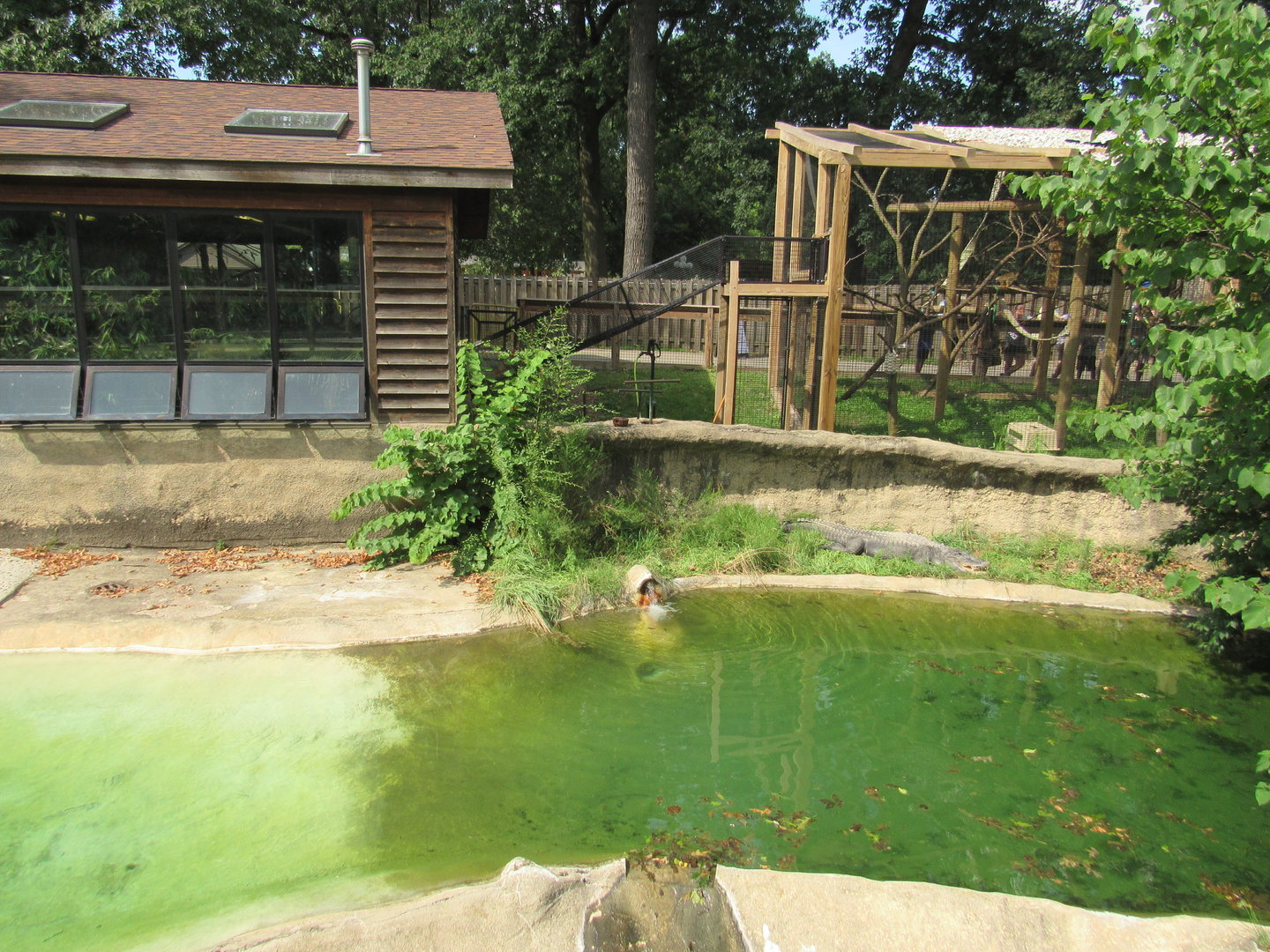 Americas - American Alligator Exhibit
