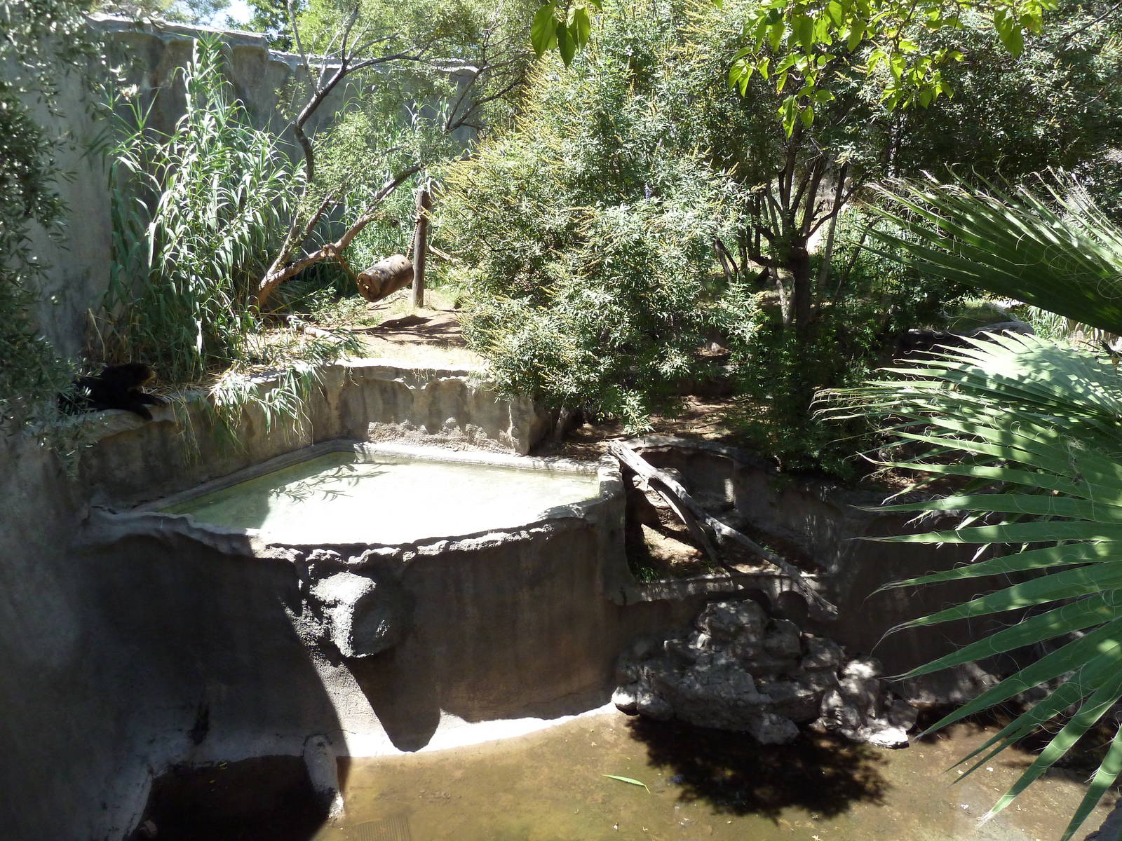 Americas - Andean Bear Exhibit