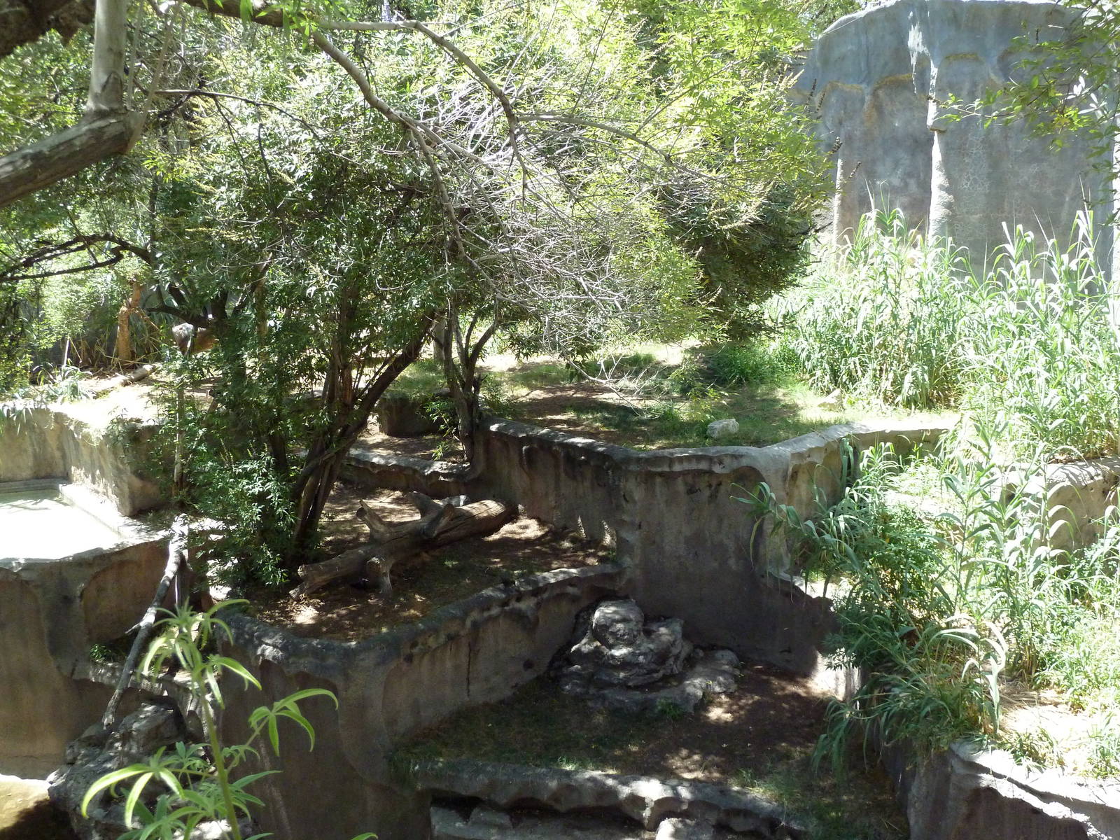 Americas - Andean Bear Exhibit