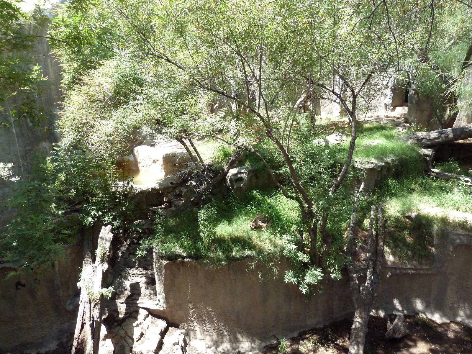 Americas - Andean Bear Exhibit