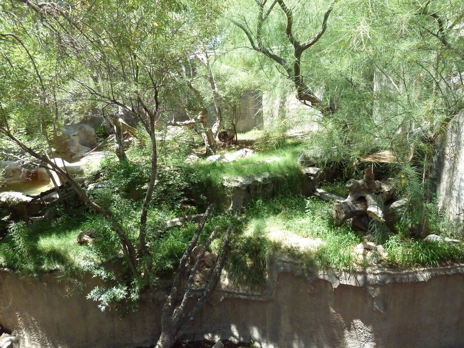 Americas - Andean Bear Exhibit