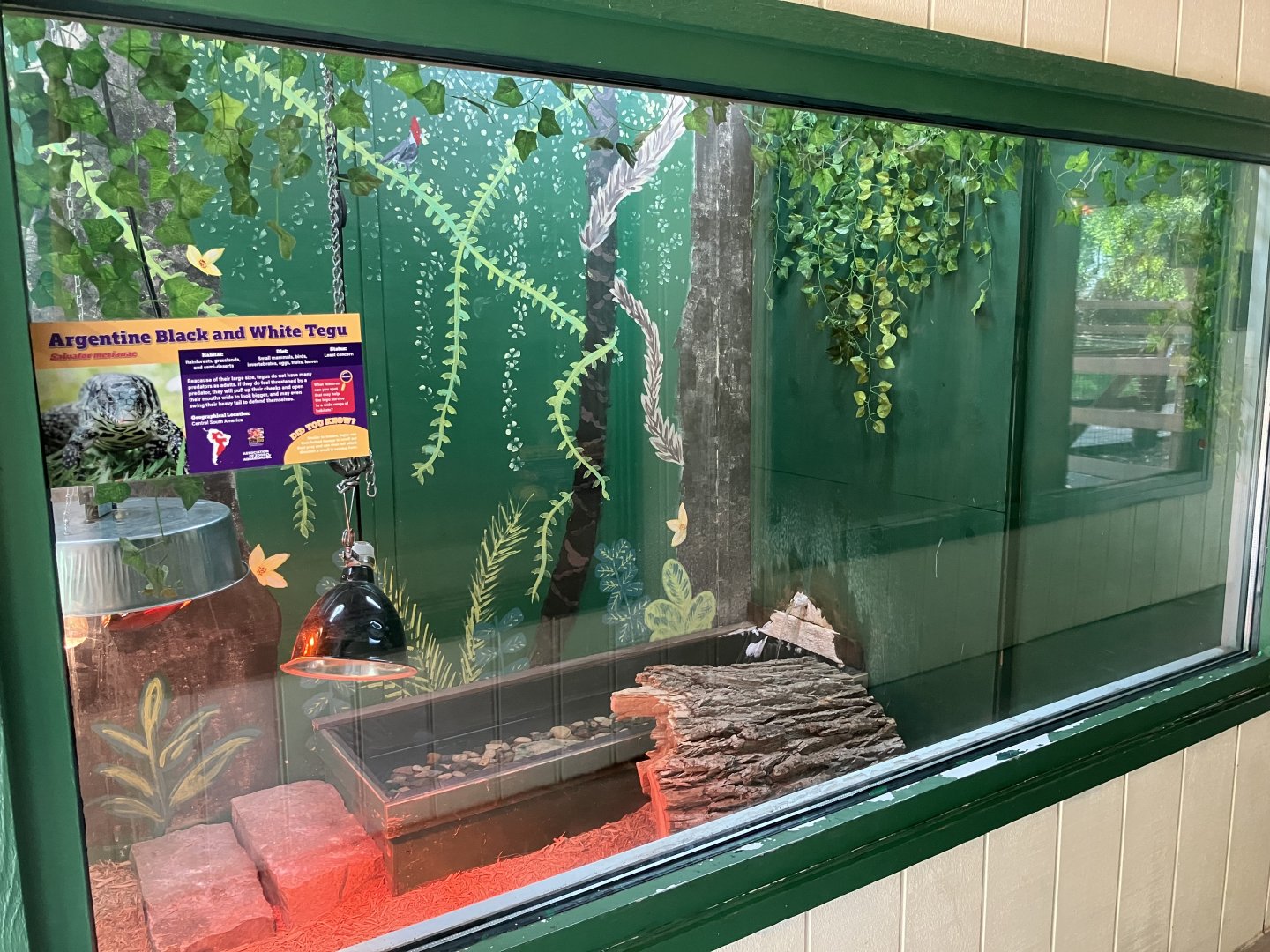 Americas - Argentine Black & White Tegu Exhibit