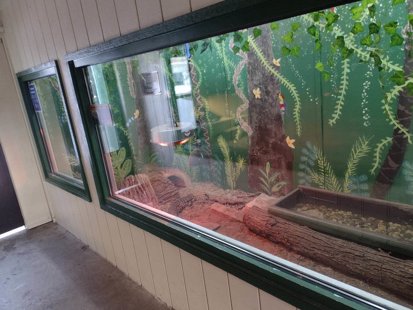 Americas- Argentine Black & White Tegu habitat